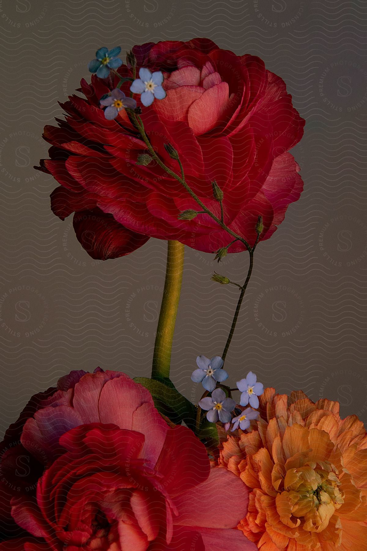 A view of some flowers up close