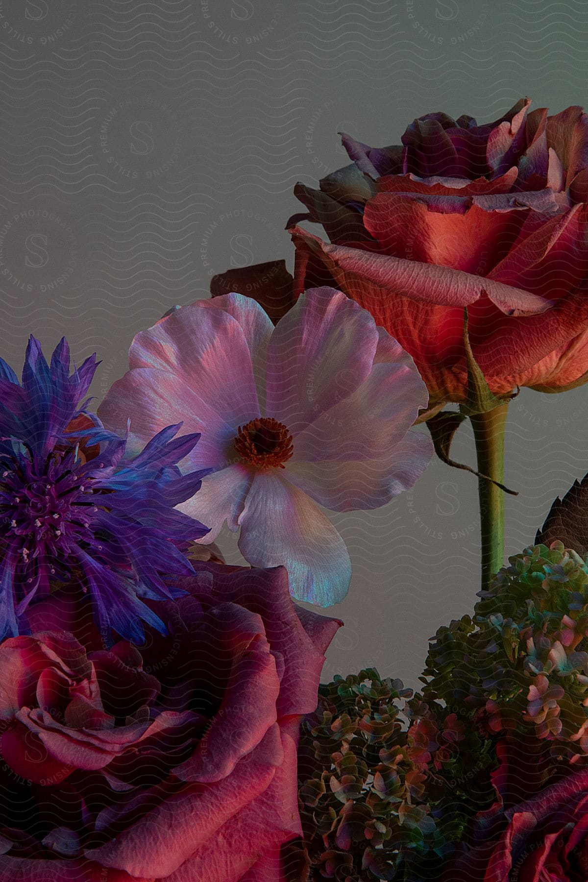 A studio image of different flowers