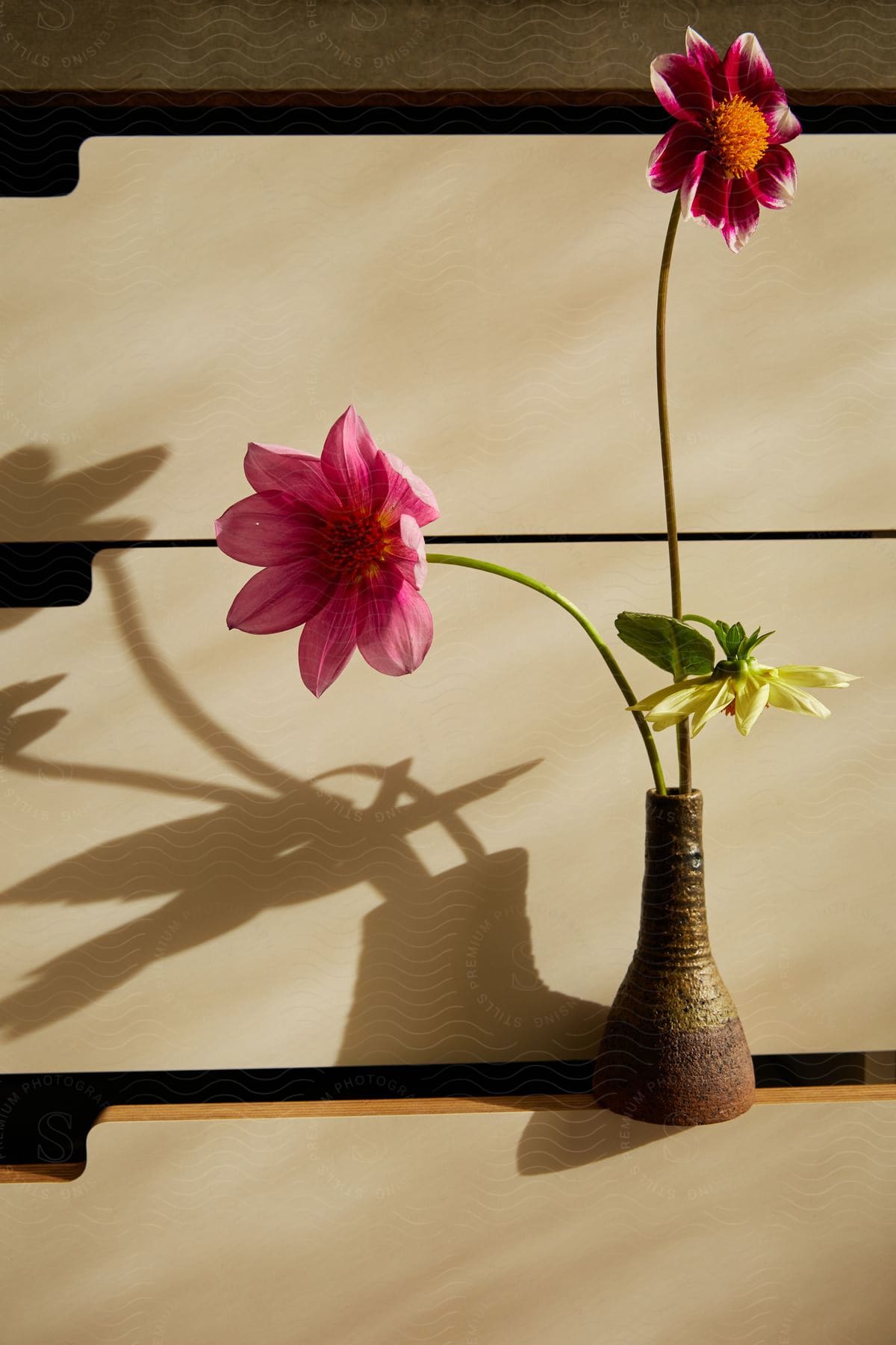 A vase filled with colorful dahlia flowers sits on a wooden dresser, casting shadows on its surface.