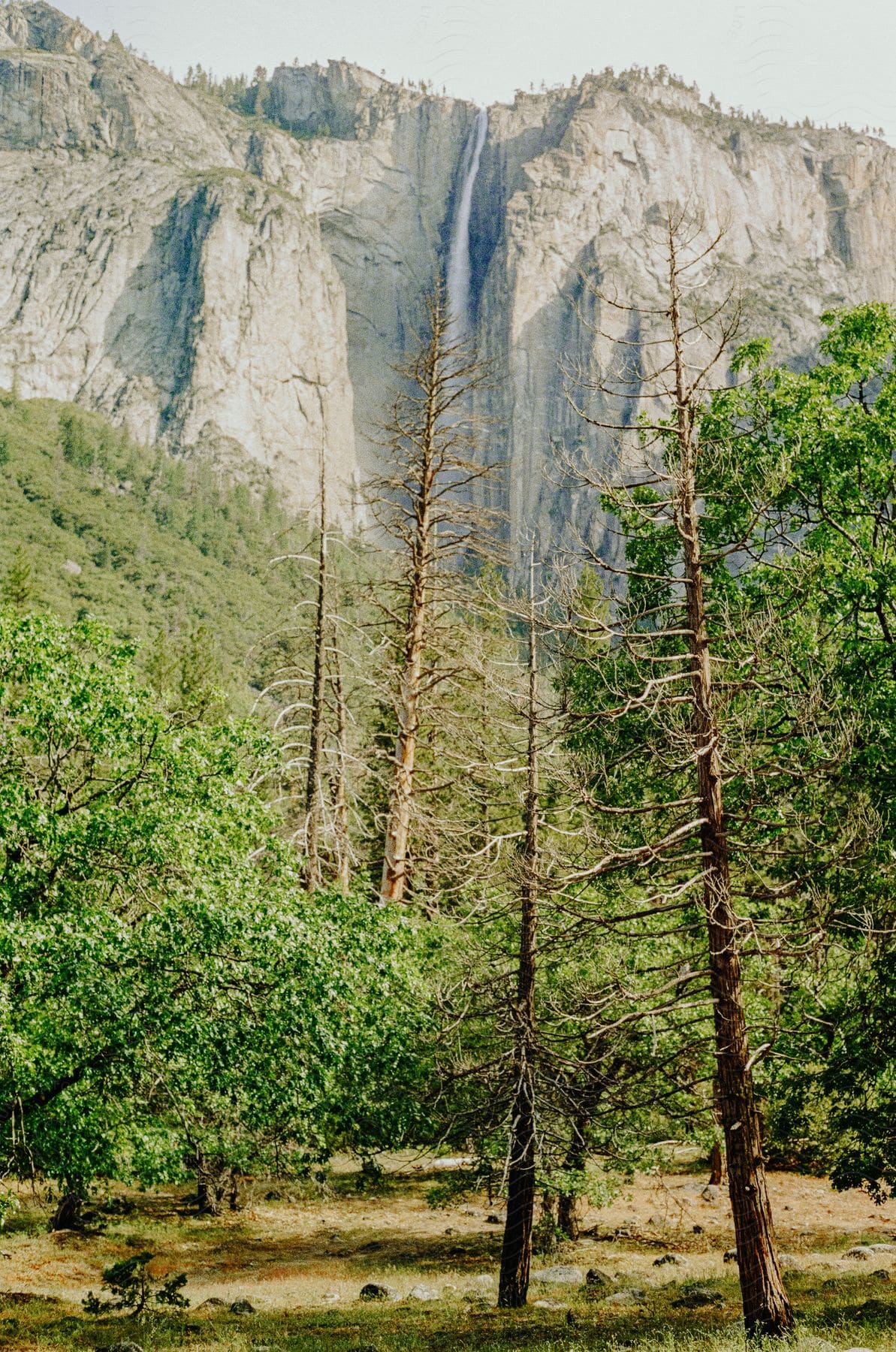 A grove of trees in front of a tall mountain with a waterfall