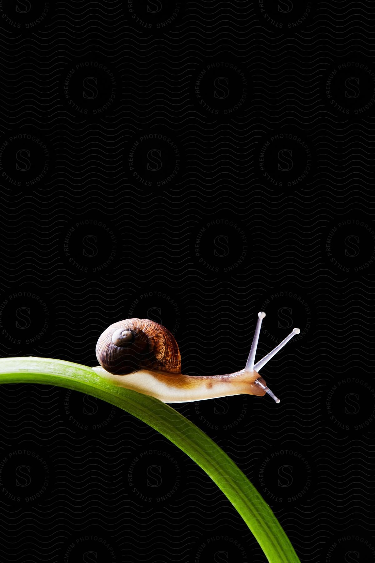 A snail crawling on a green blade of grass against a black background.