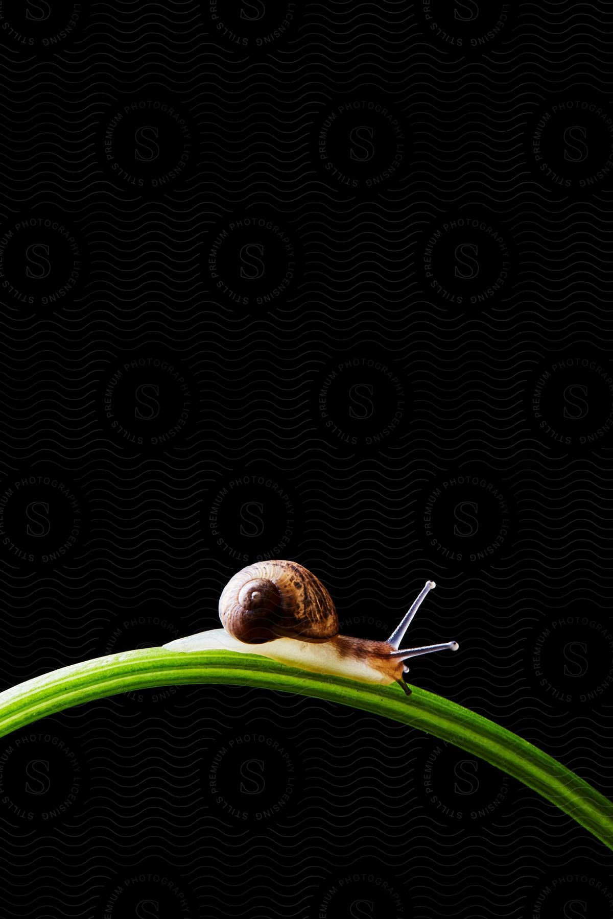 A snail sitting on a curved blade of grass.