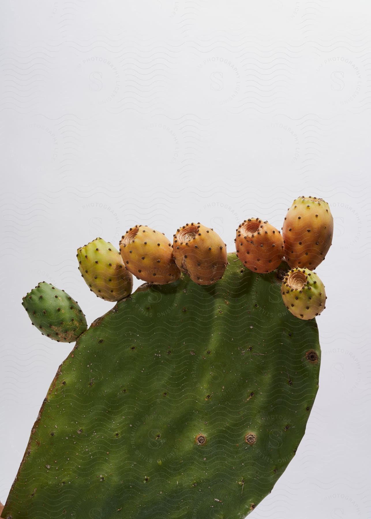 Close-up of a green cactus with several yellow-orange prickly pears on a light background.