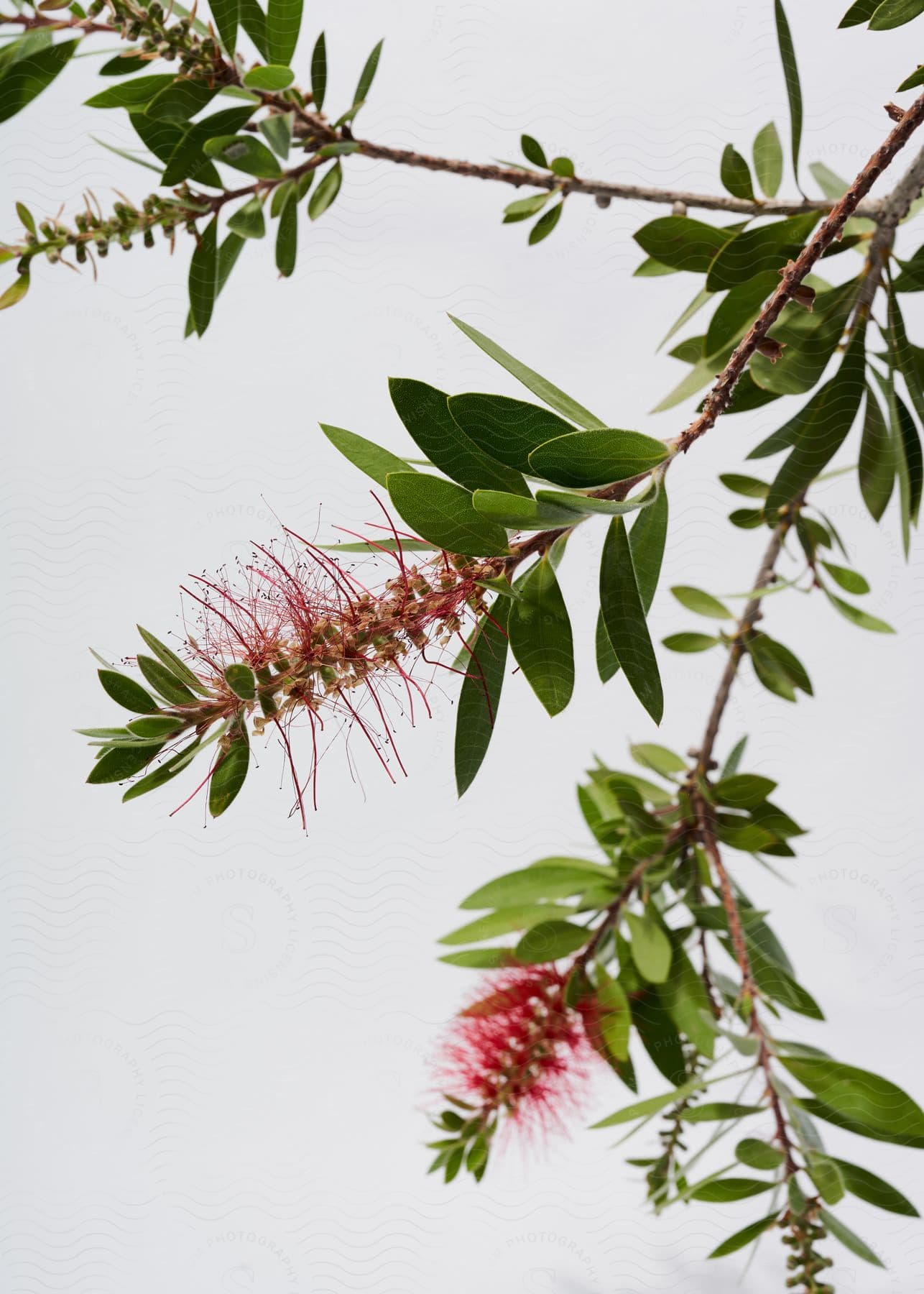 Branches of a plant with elongated green leaves and red flowers with numerous thin filaments against a white background.