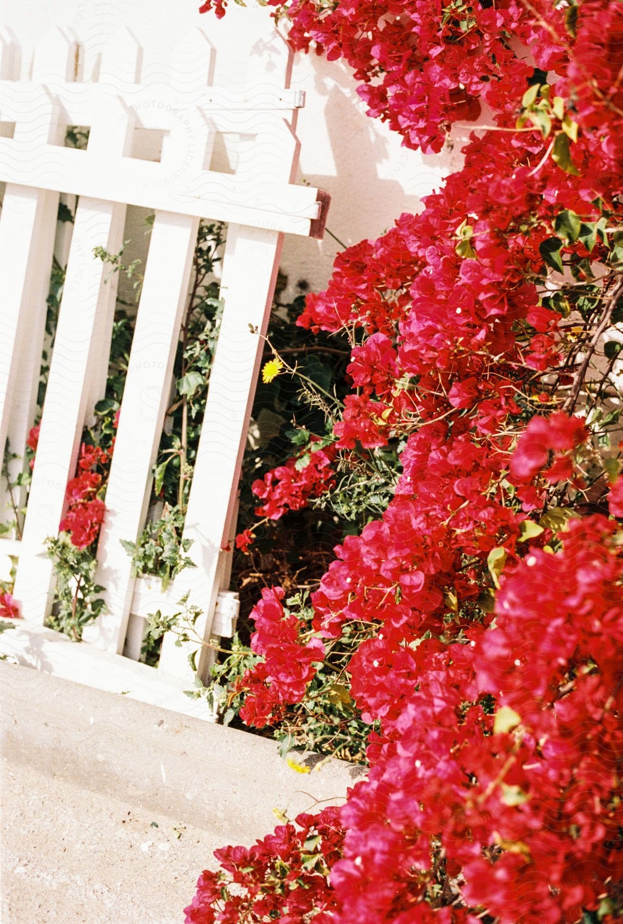 A vibrant bush, adorned with a profusion of small red flowers, flourishes beside a white picket fence against the backdrop of an exterior wall.