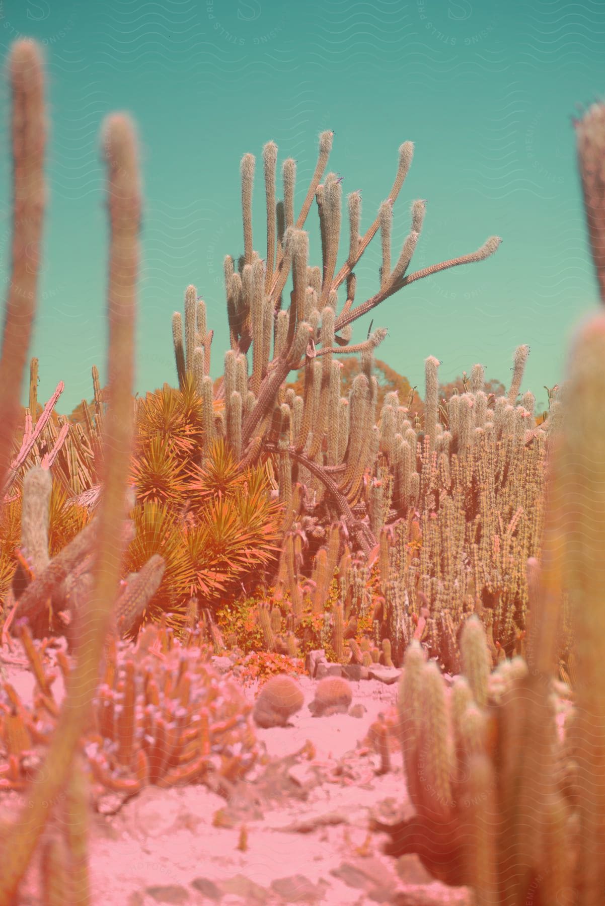 Coral and underwater plants on the seabed
