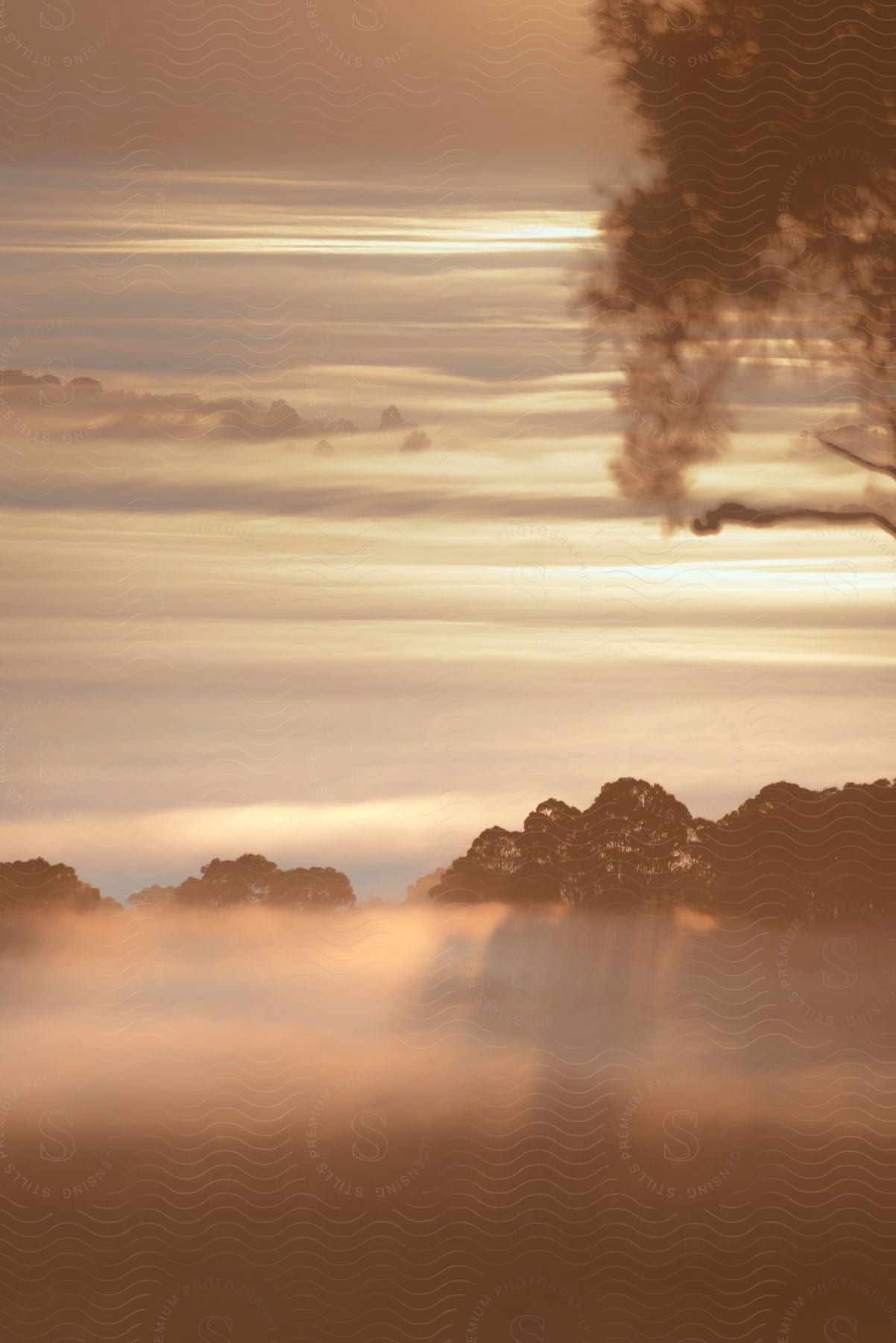 The golden rays of sunrise pierce through a mystical veil of fog, revealing only the ethereal silhouettes of treetops against a breathtaking horizon.