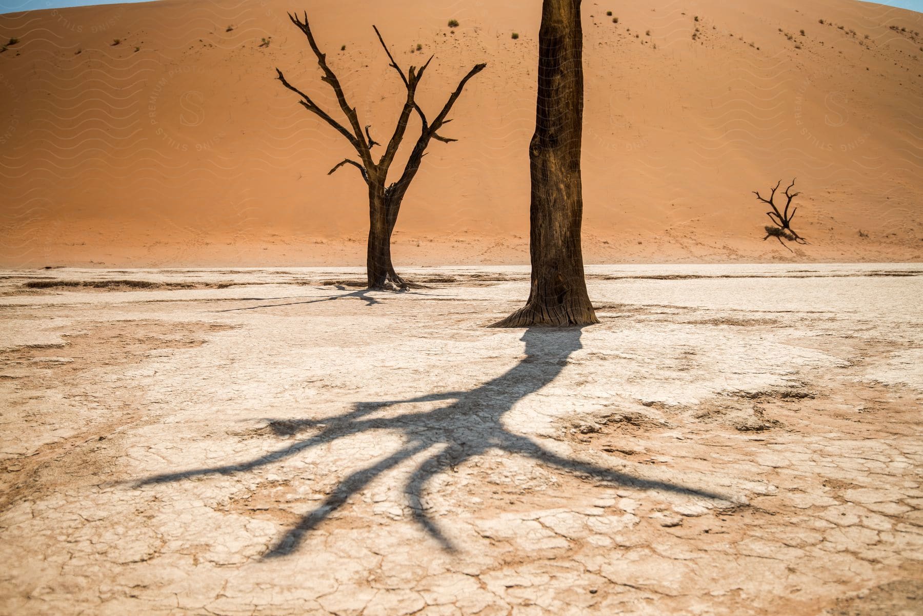 Desert with cracked and dry soil with dead trees without leaves and sand dunes in the background.