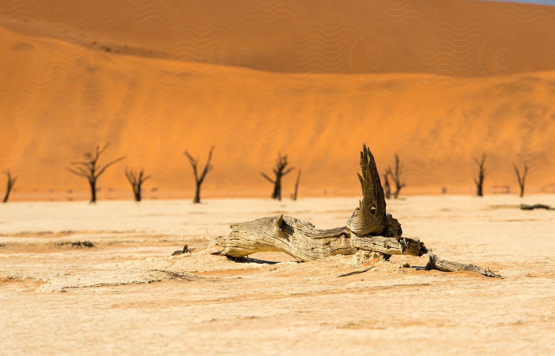 A desert landscape with cracked soil, a dead tree trunk in the foreground and several leafless trees in the background, against large dunes.