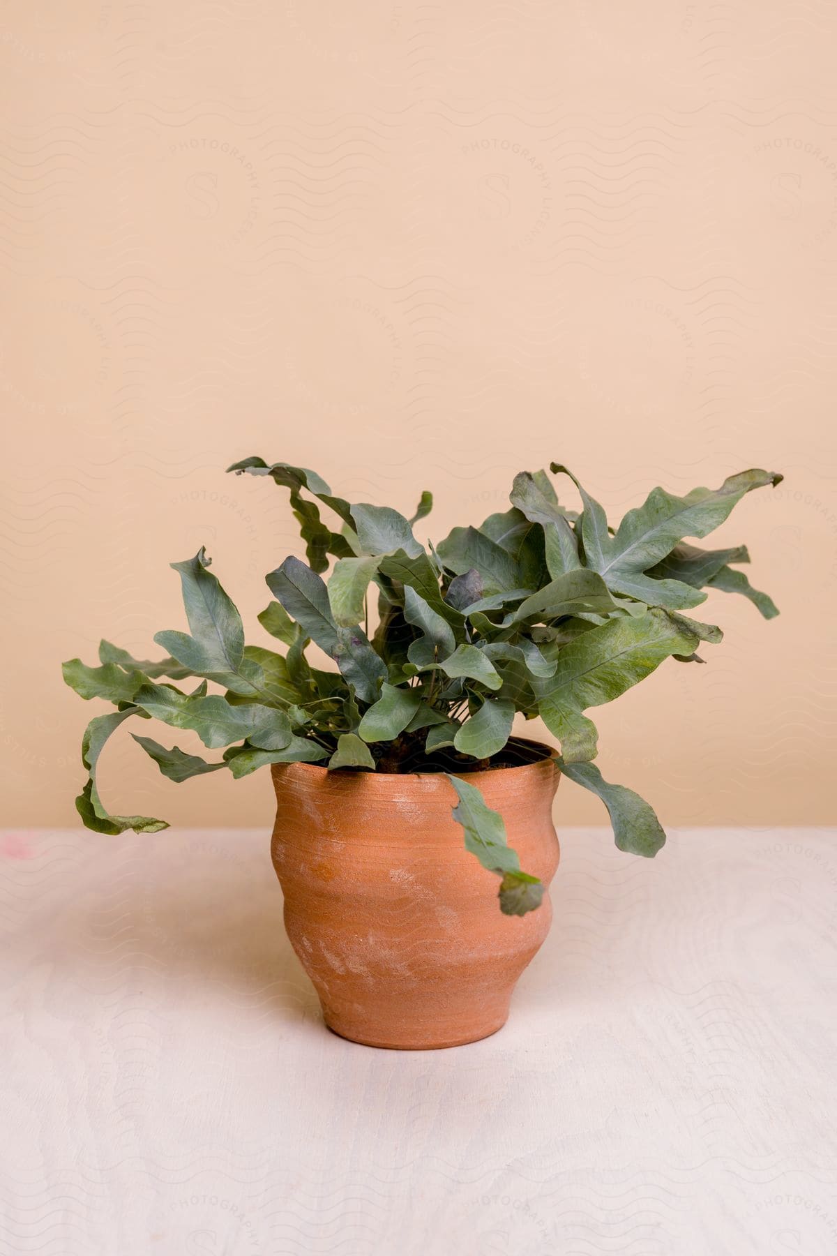 Close up of a house plant in a clay pot on a table