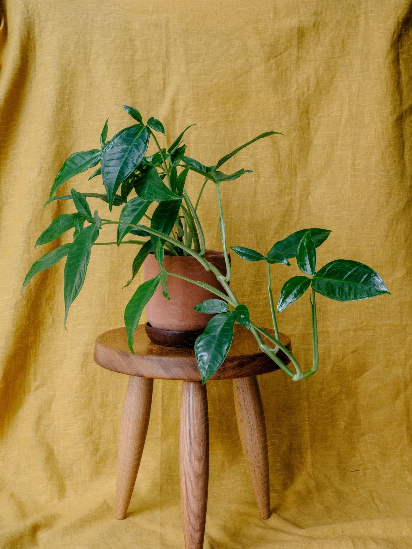 A Wooden Flowerpot With A Houseplant And Leaves