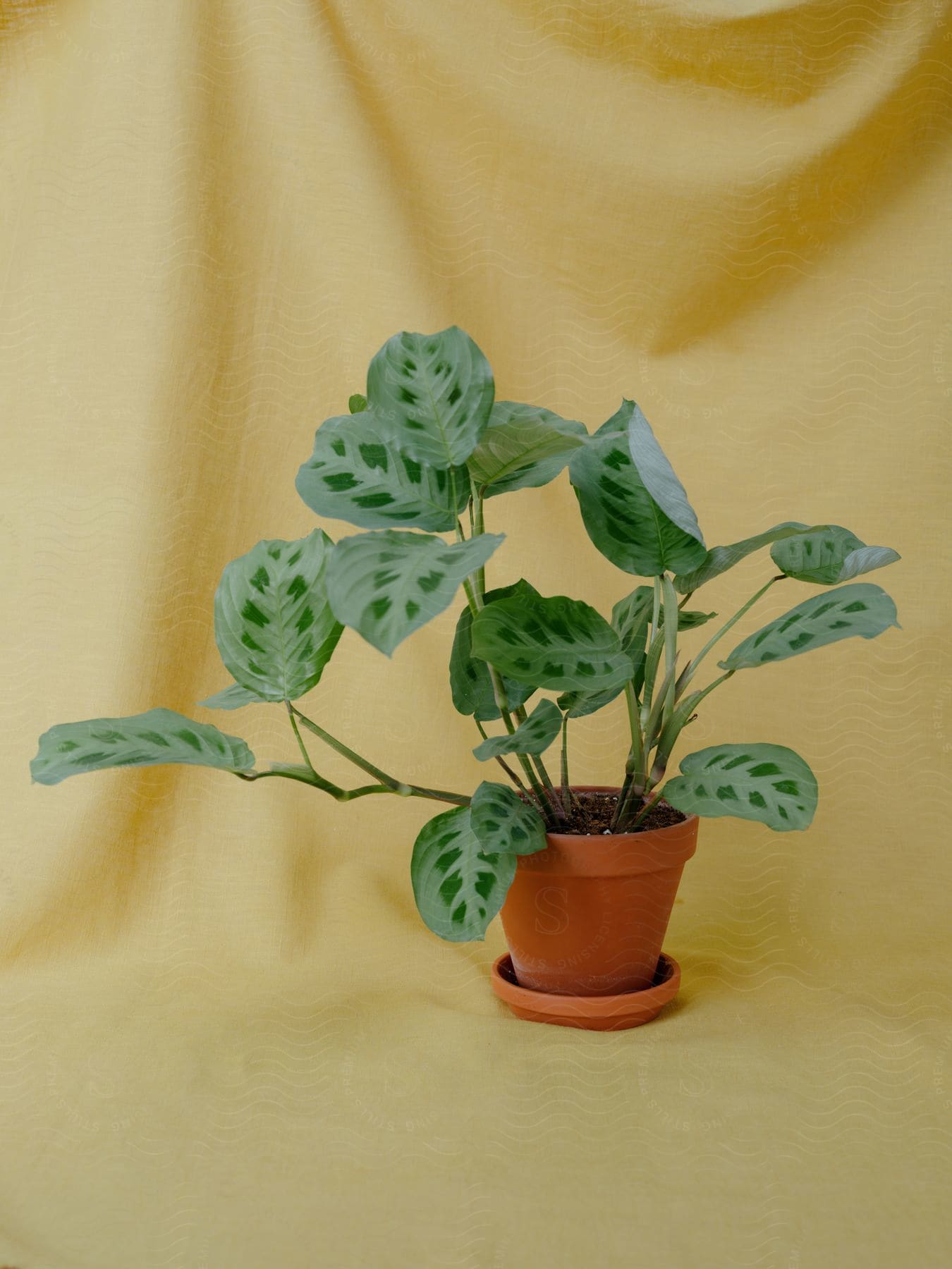 Houseplants with flowers and leaves in a pot