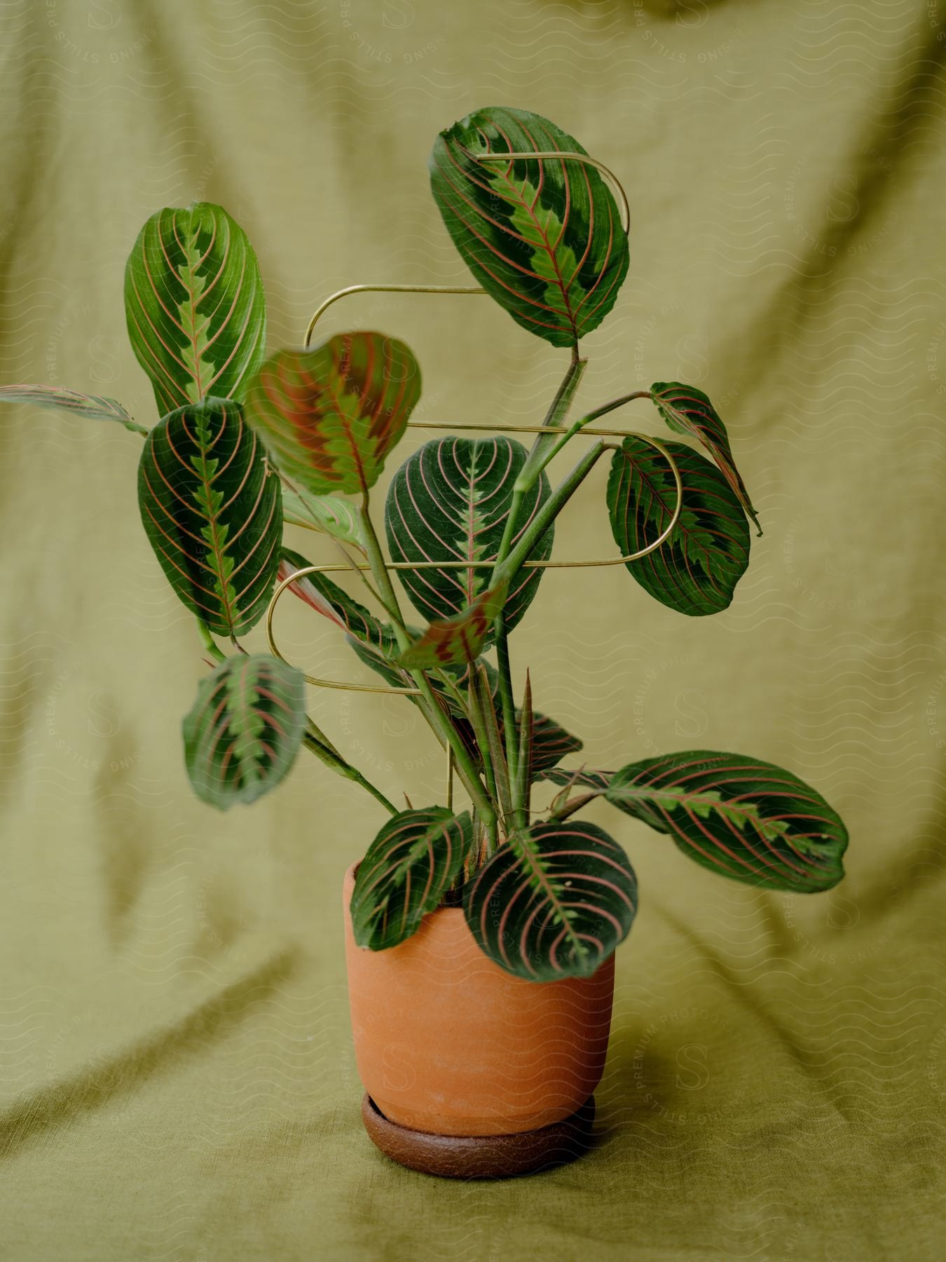 A houseplant with flowers and leaves in a flowerpot