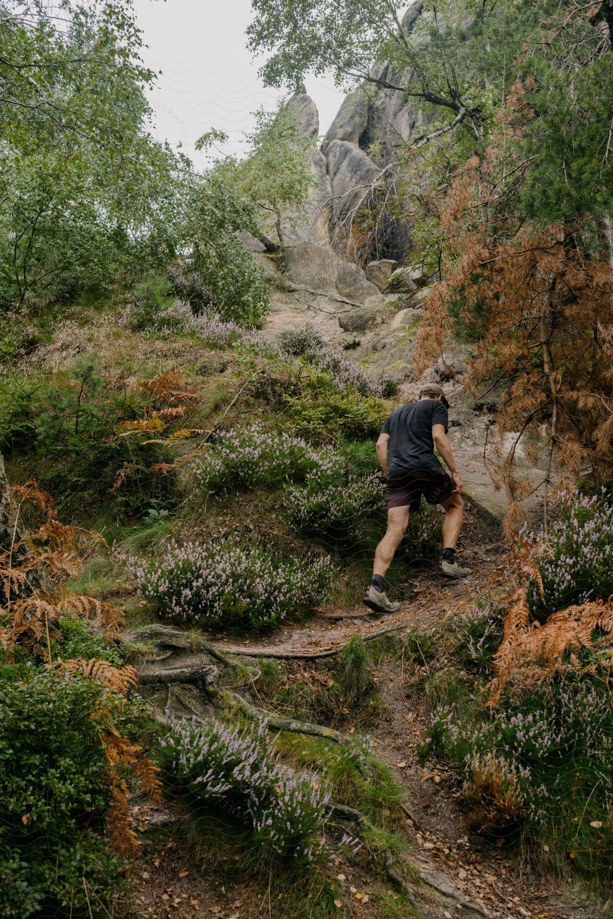 A Man Hiking Up A Rugged Trail In A Woodland Forest During The Day