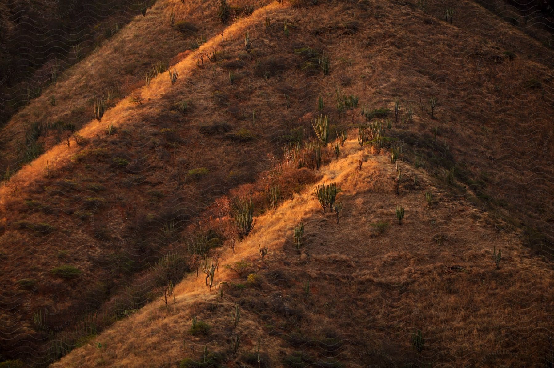 A brown woodland slope with trees and vegetation