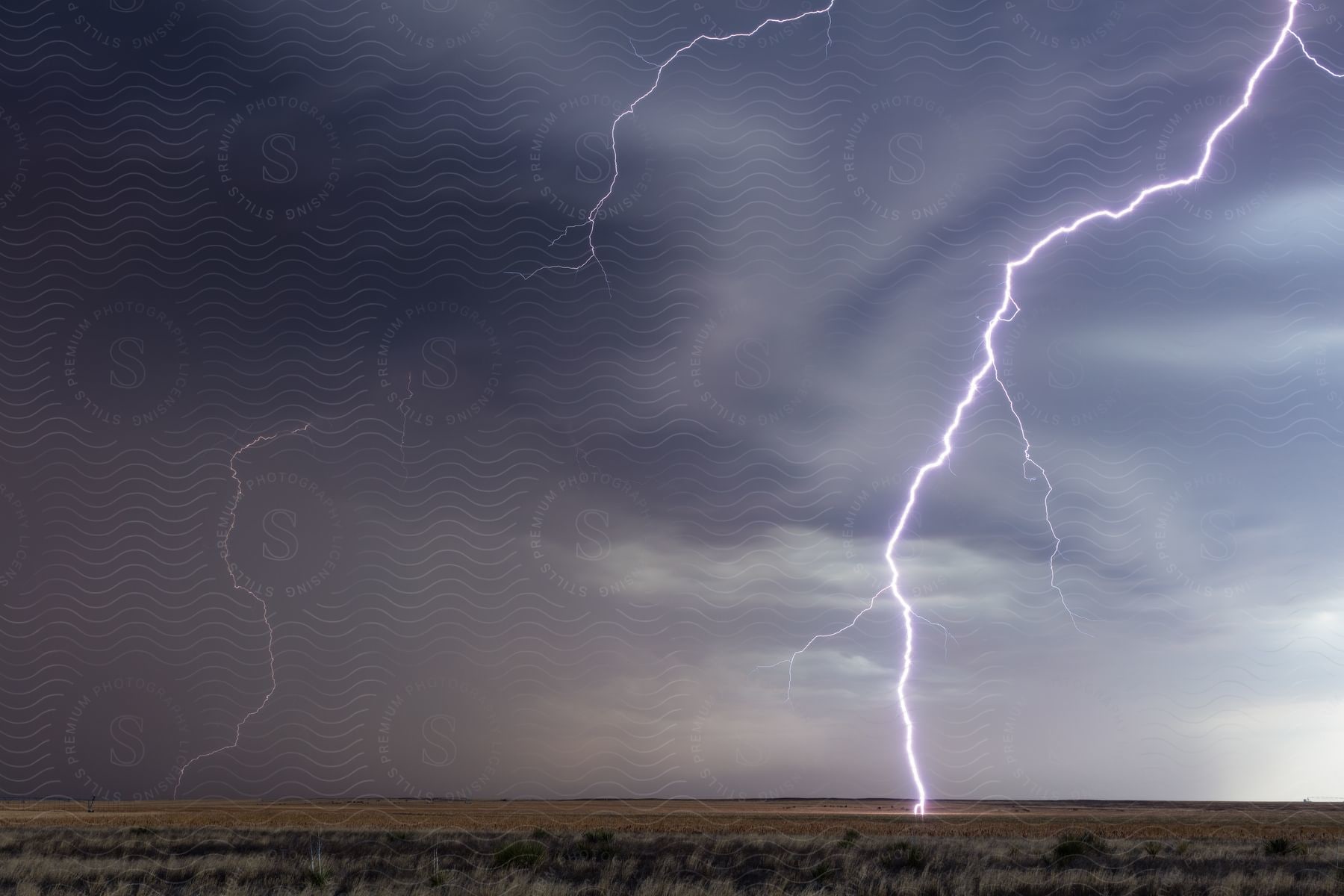 Cows narrowly avoid lightning strike in texas