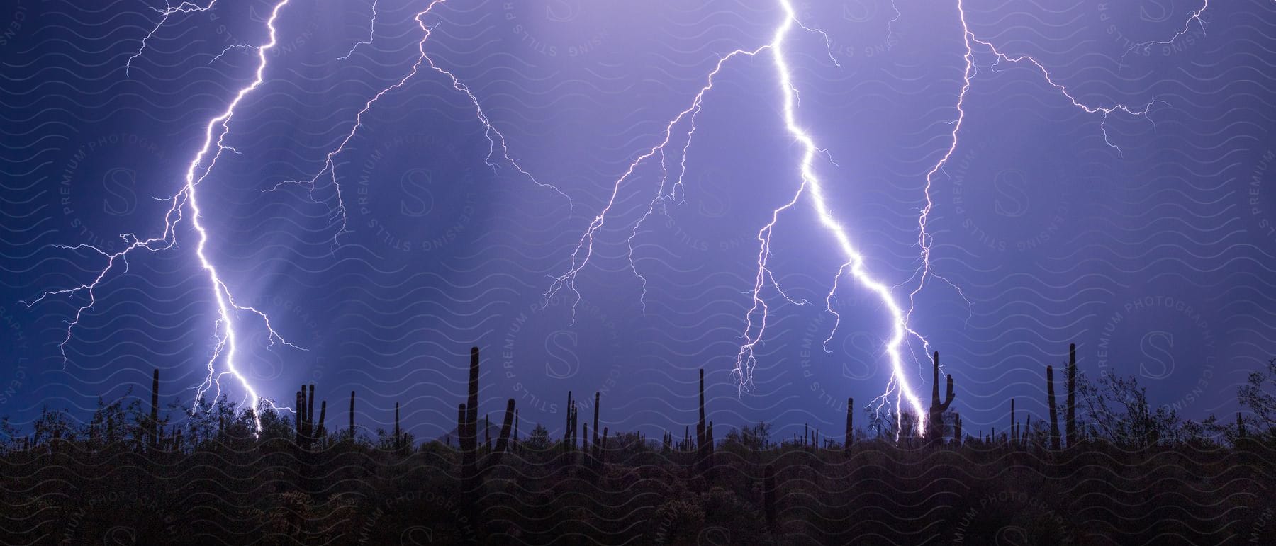 Bolts of lightning flash over the desert with cactus plants