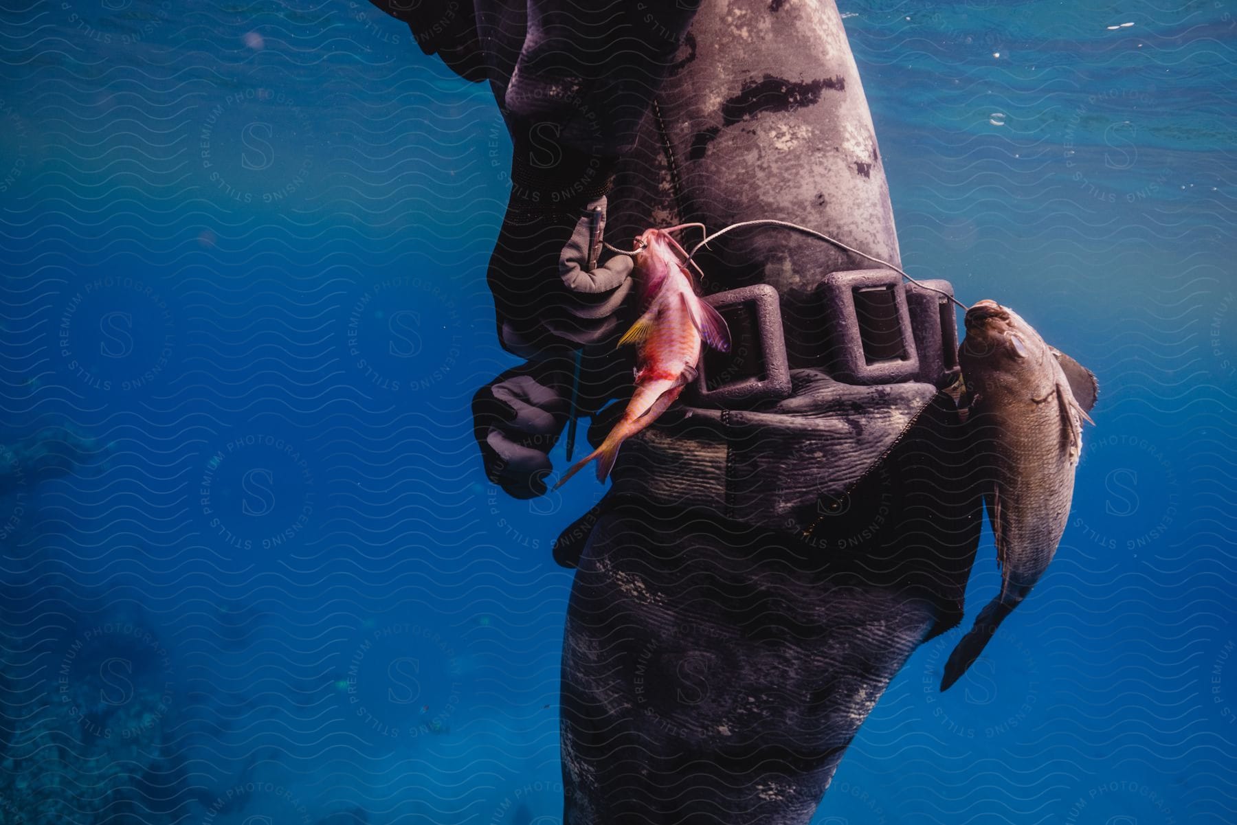 Man underwater with two fish in hawaii