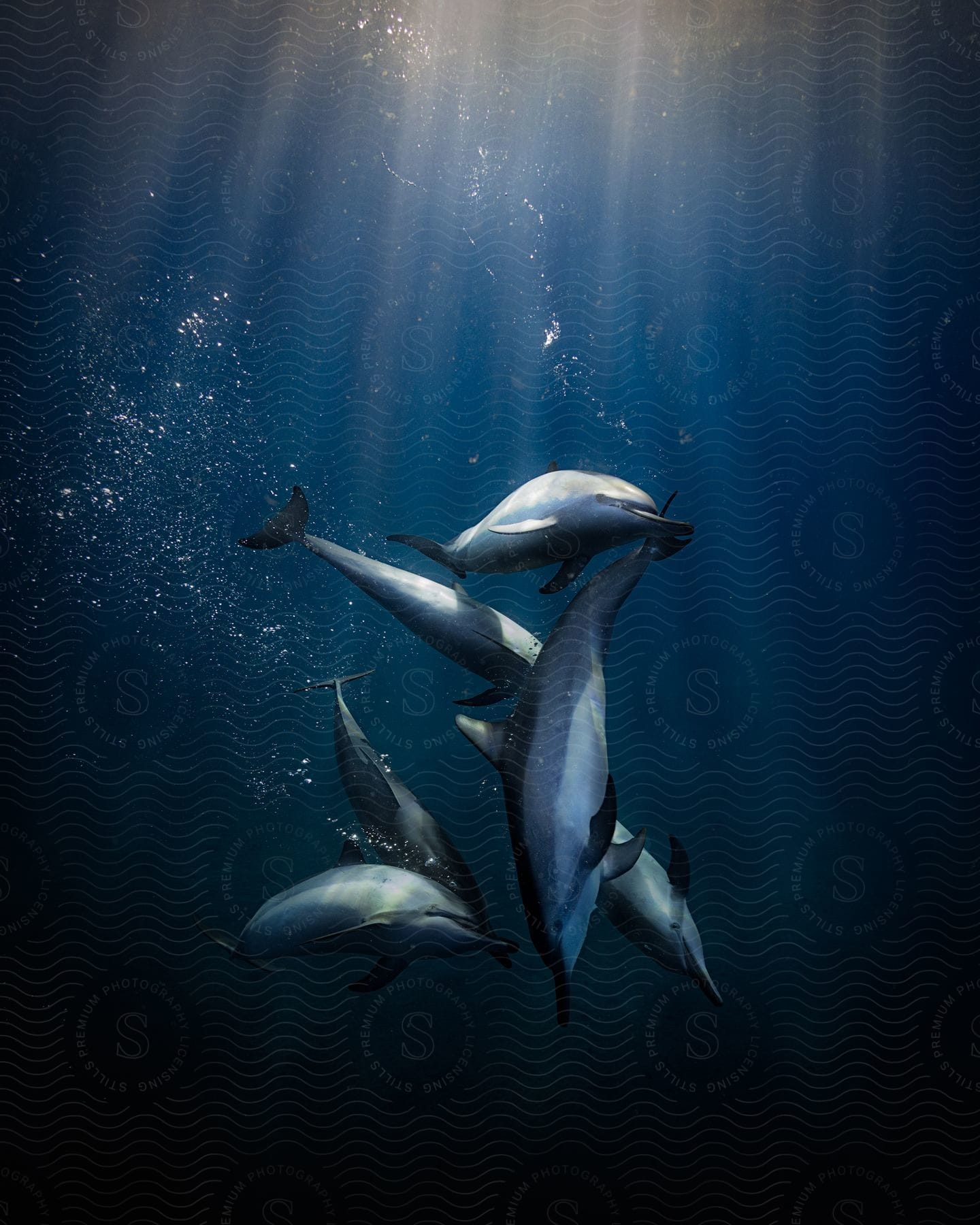 A group of dolphins swimming under ocean water