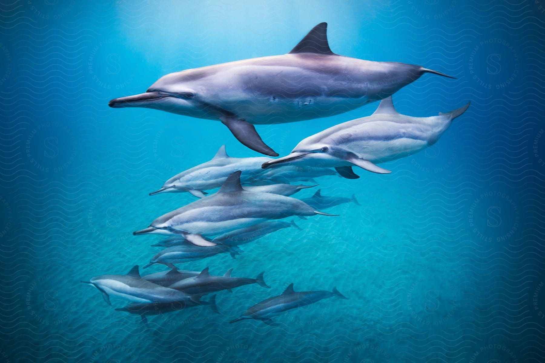 Dolphins swimming underwater in the ocean