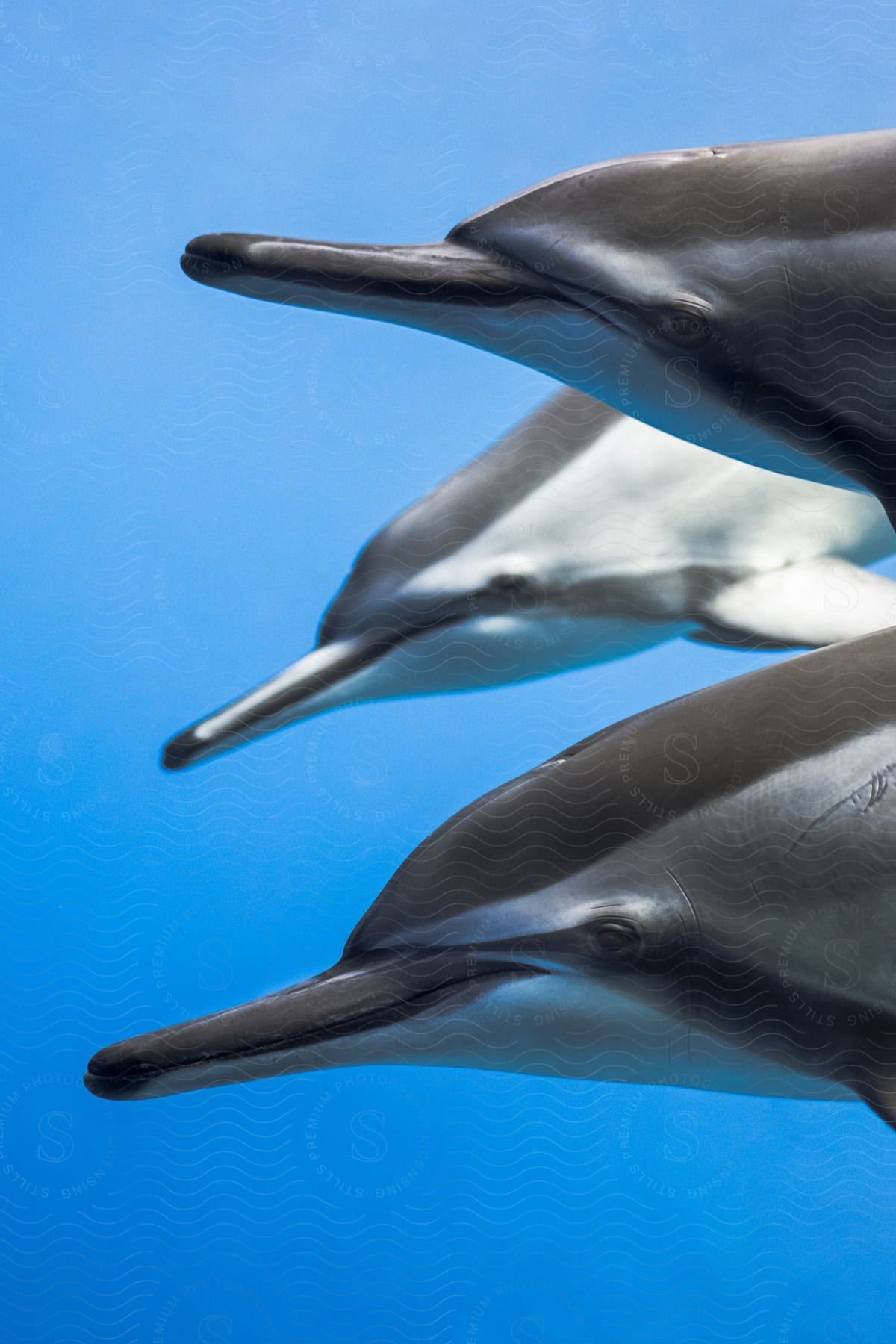 Three dolphins swimming together in clear blue water