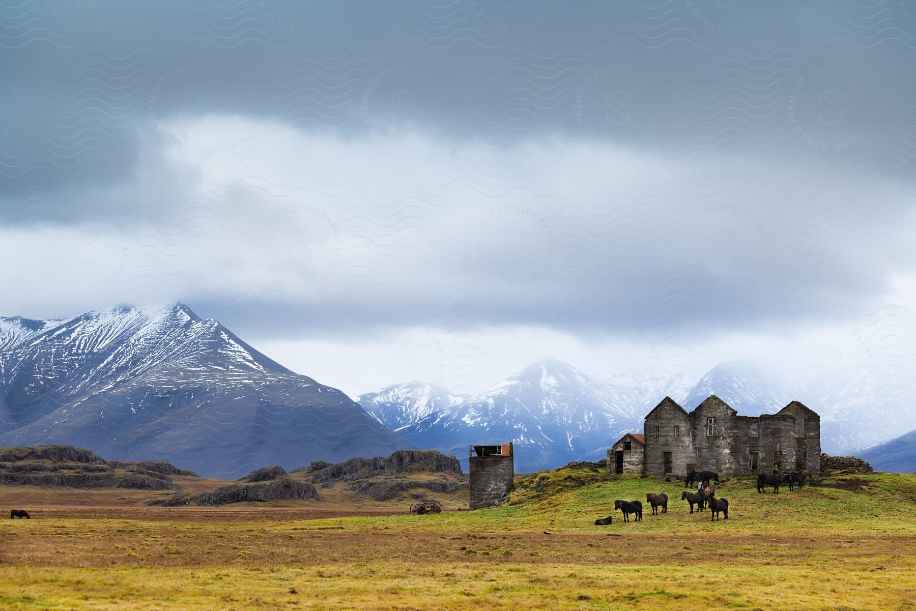 Cows graze in an open field near a mountain in iceland