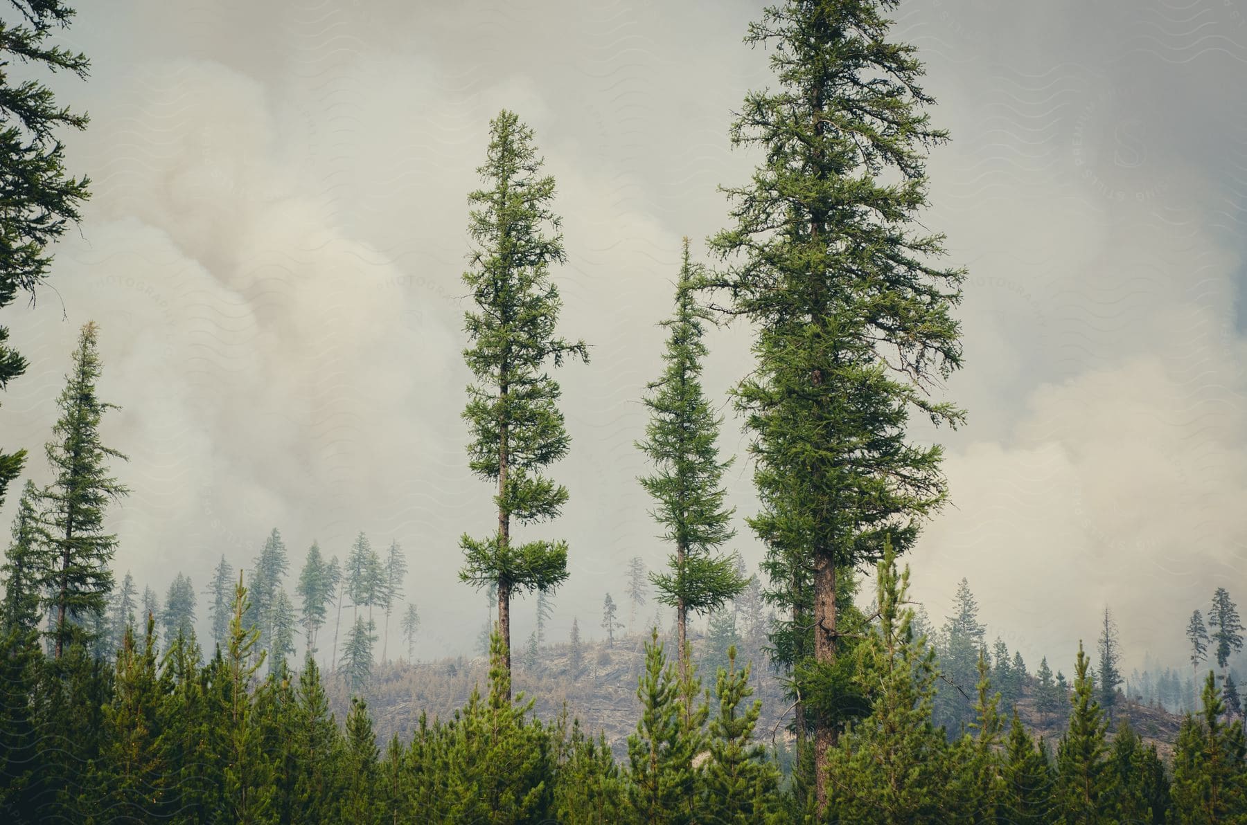 Tall trees on a mountaintop under a cloudy sky