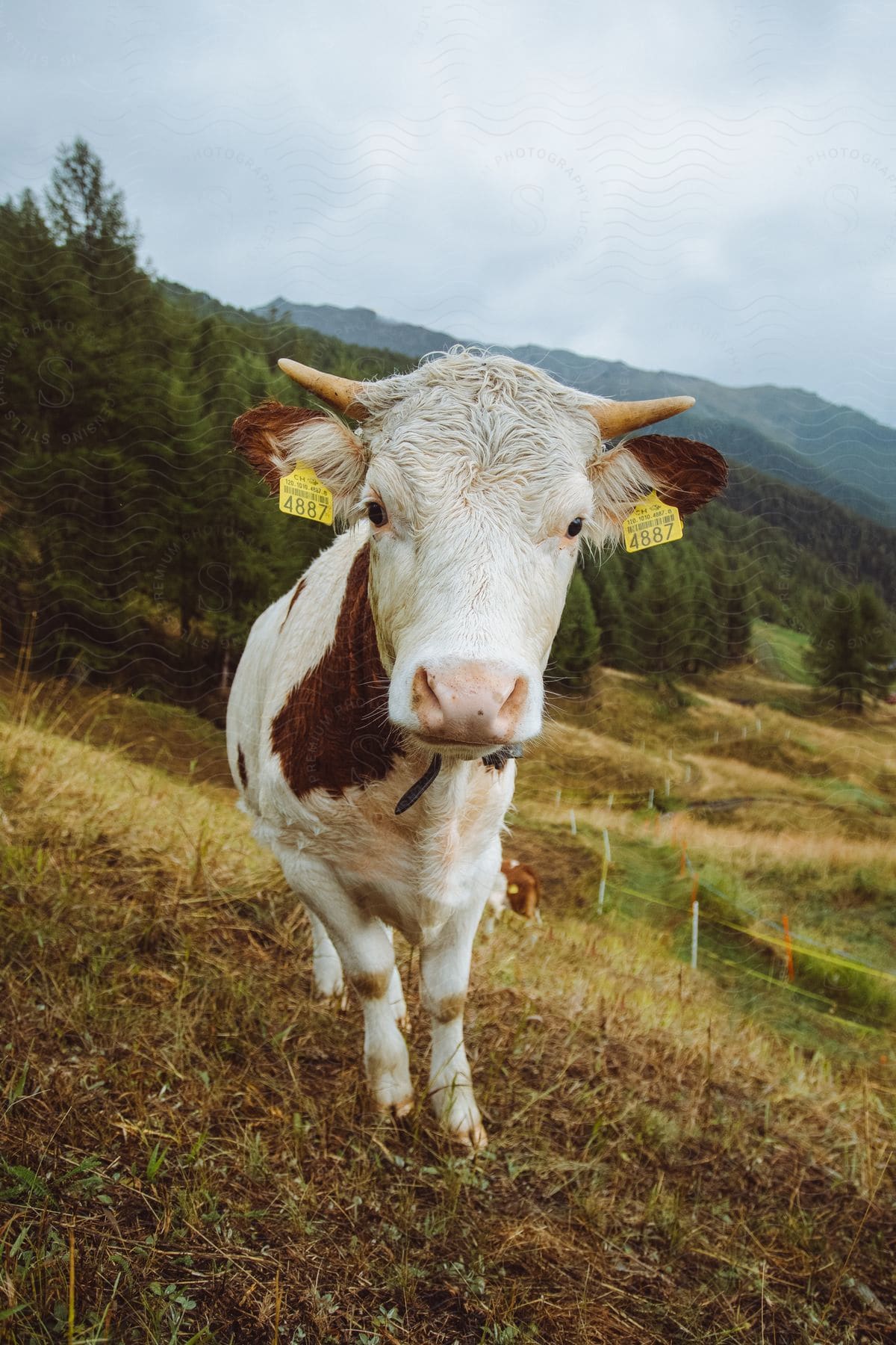 Cow grazing peacefully on lush green grass in mountain pasture surrounded by tall trees