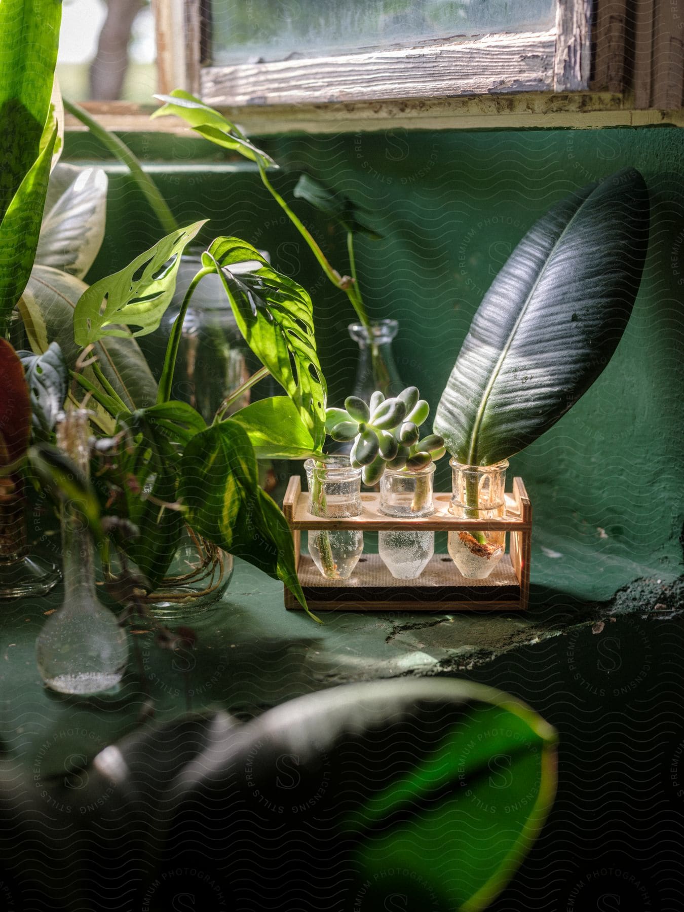 A room with several green flowers in pots