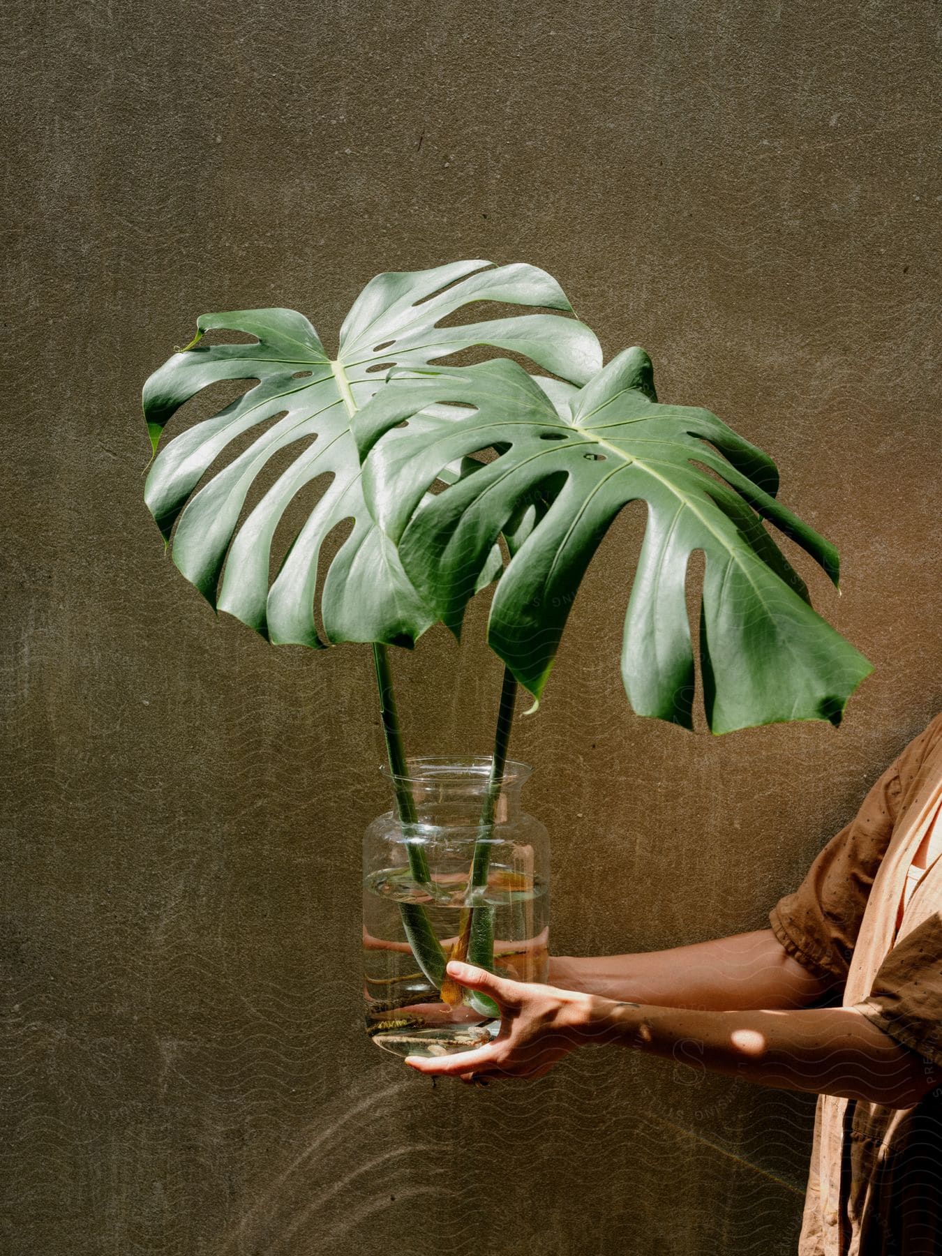 Transparent pot with a plant and water in it lifted by hands and lit by sunlight