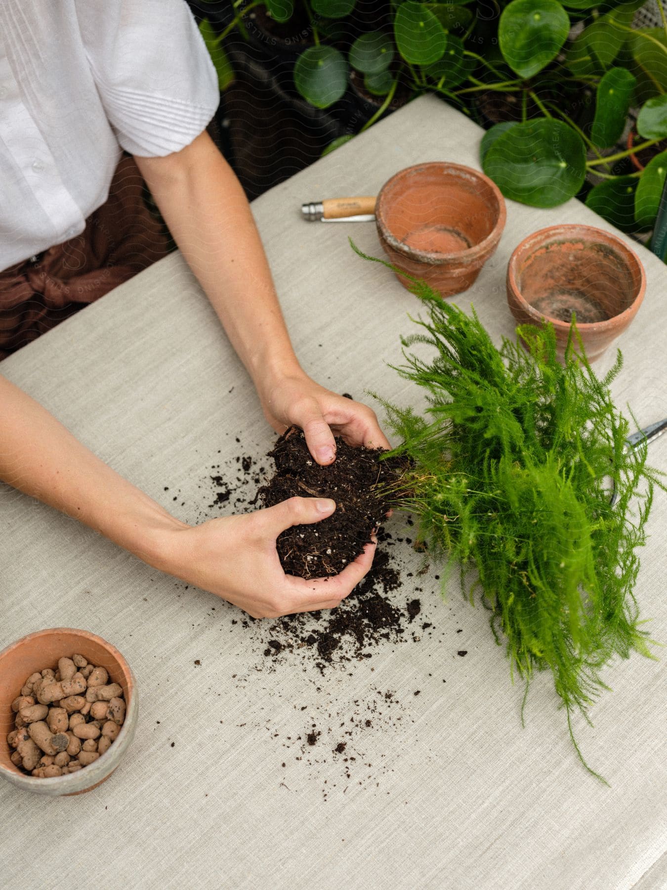 Woman transferring plant into new pot by loosening the dirt around the roots