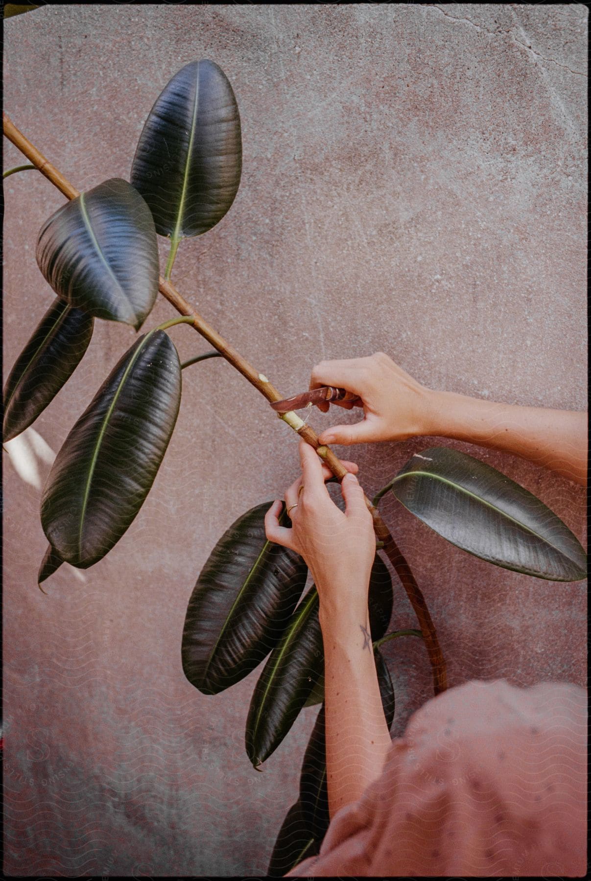 A woman holding a green plant and peeling it with a knife