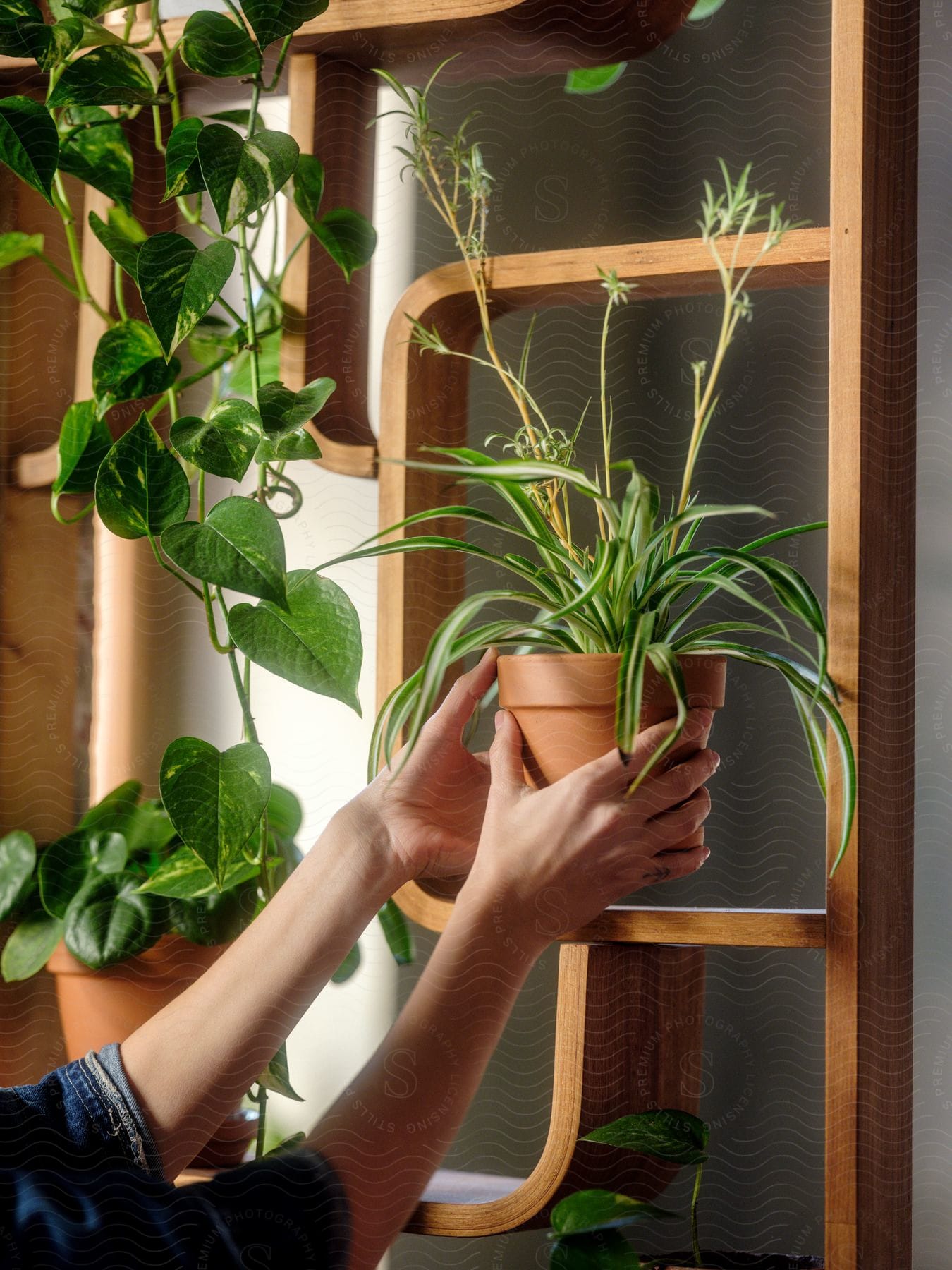 Woman placing potted plant onto a shelf indoors