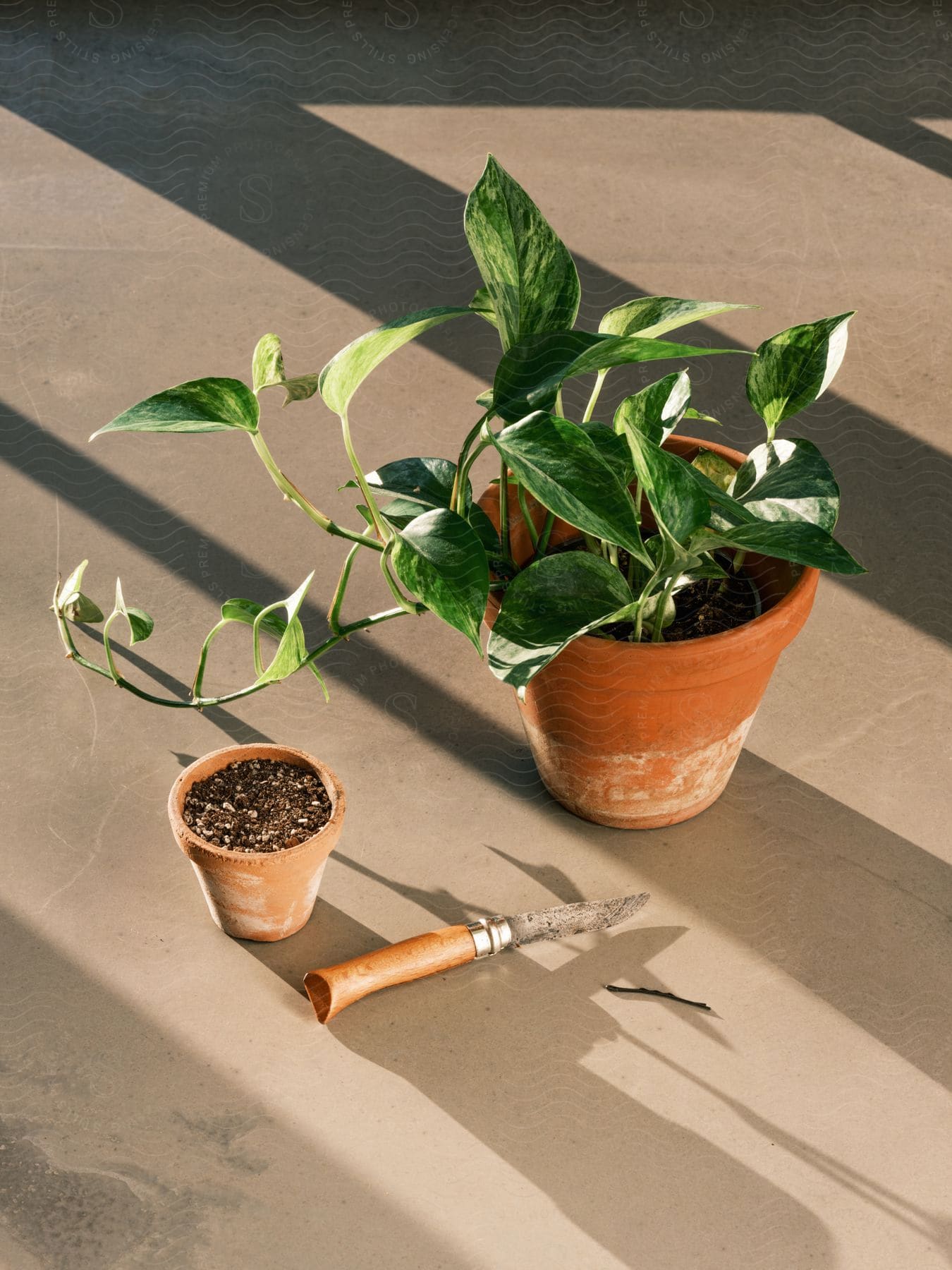 A vibrant green potted plant next to an empty pot indoors