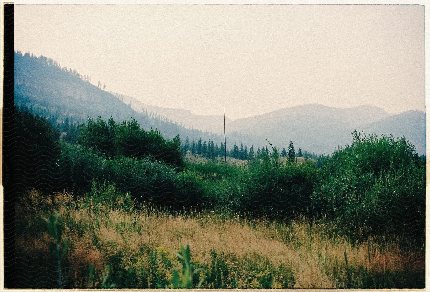 Tall weeds and shrubs grow along hills in montana