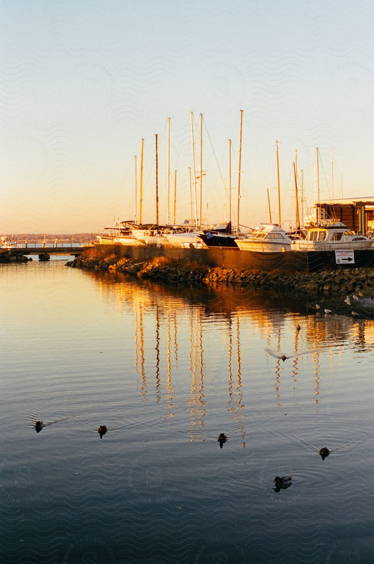 Coastline with marina and ducks in the water