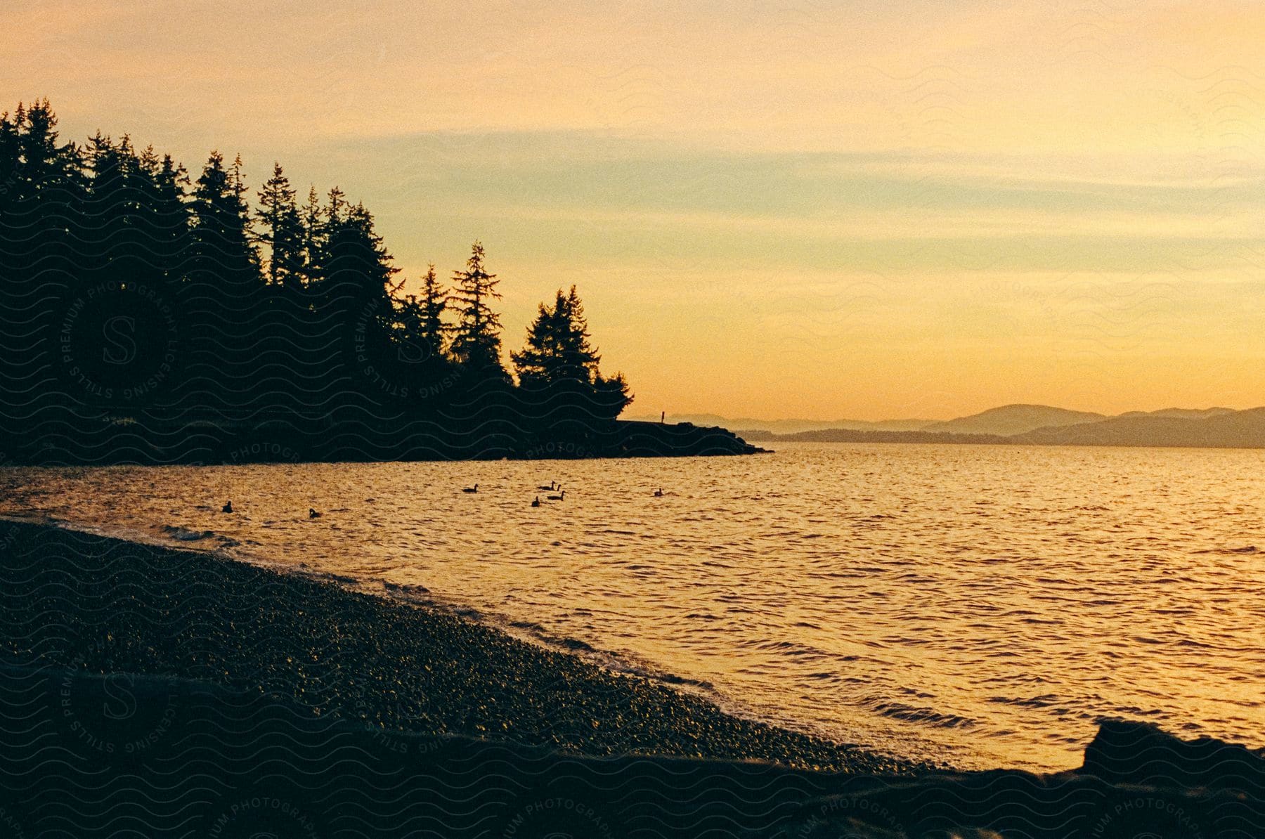 Silhouetted trees along a coast with rolling waves distant mountains and a sunset sky