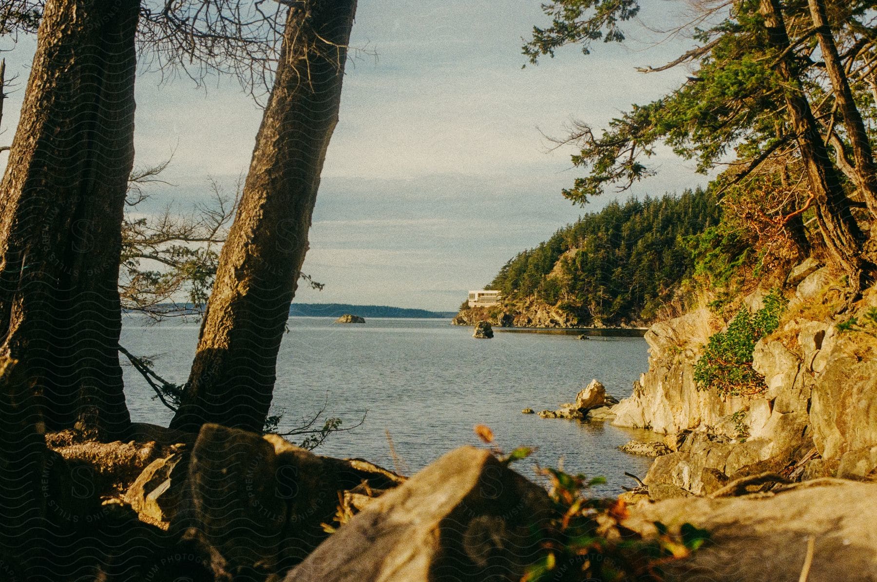 Coastline between two tree trunks with a vegetated sea visible in the background