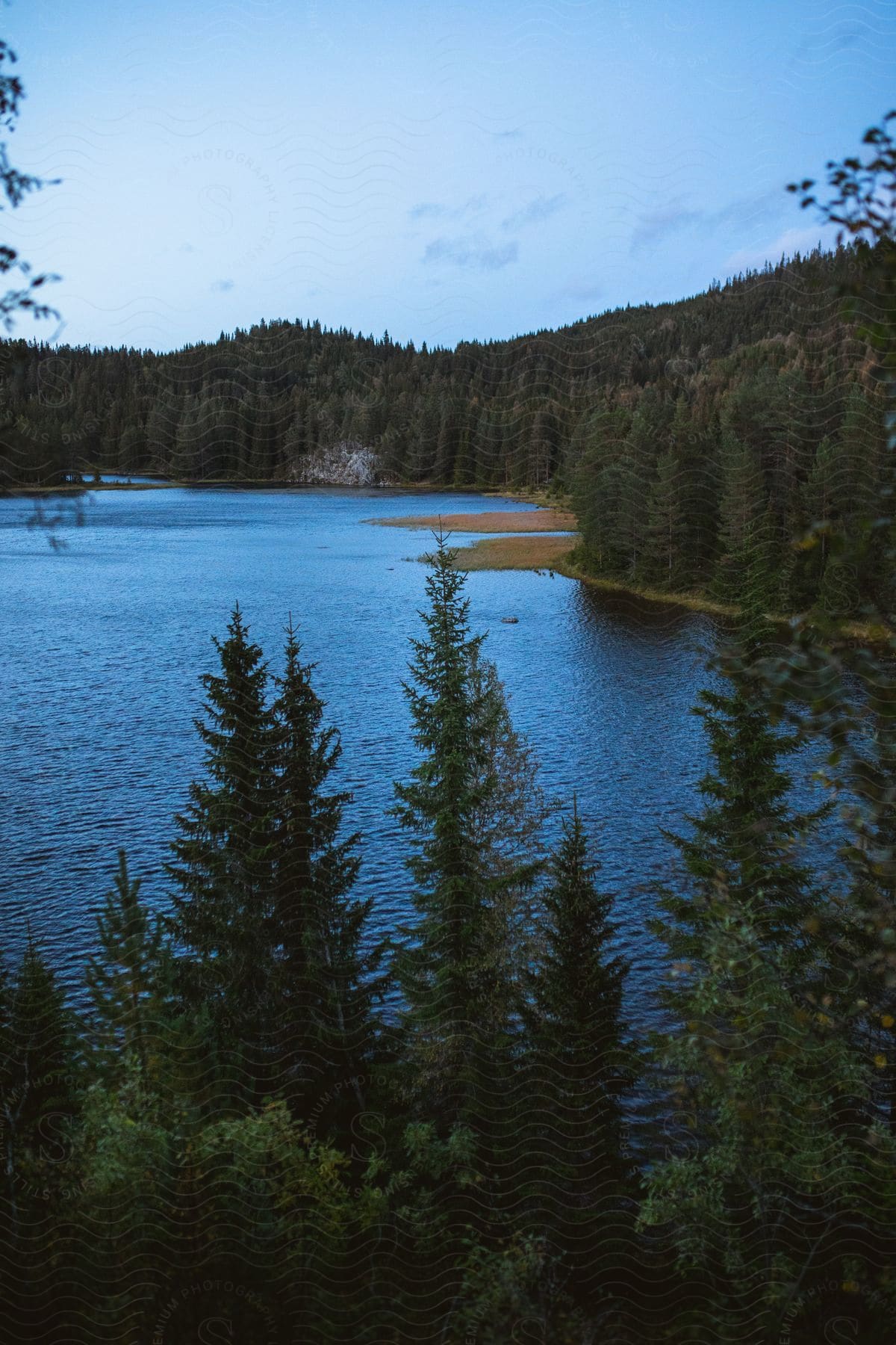 A calm lake is surrounded by a thick forest on a partly cloudy summer day