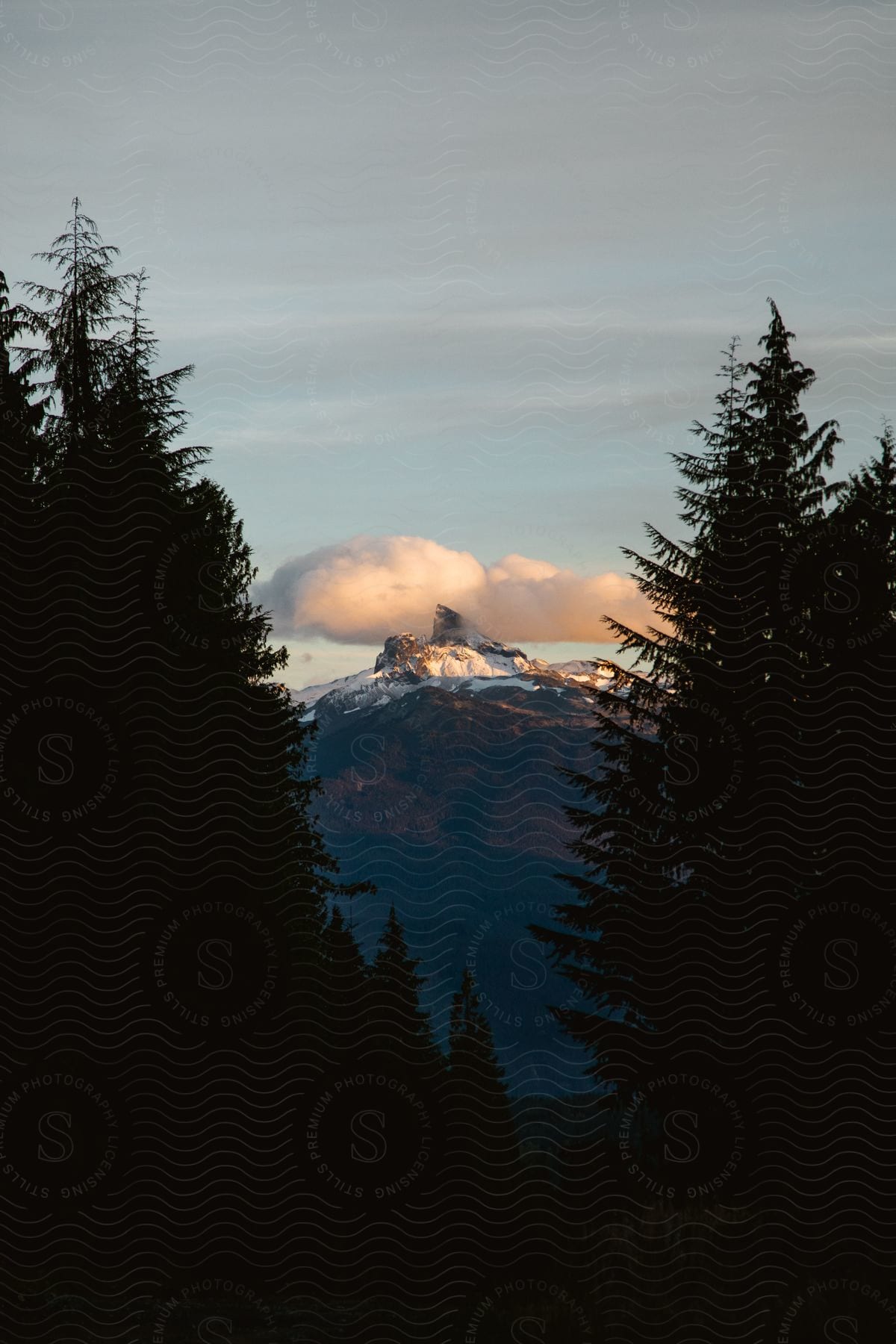 Mountain peaks at sunset with a cloud and two pine trees in the foreground