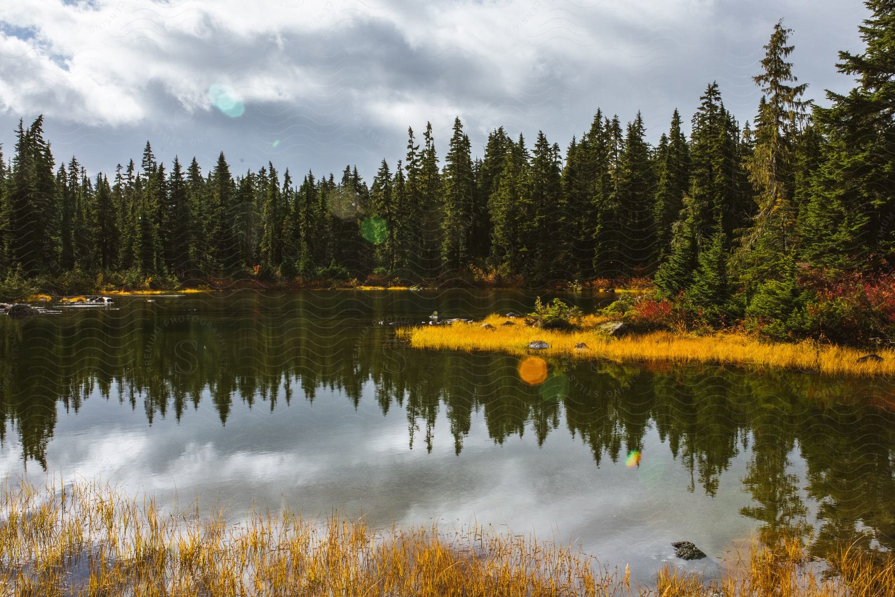 A surrounding forest encloses a body of water in this nature image