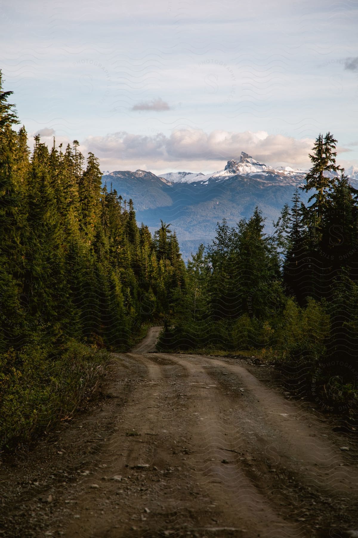 A well worn atv path winds through a lush green forest