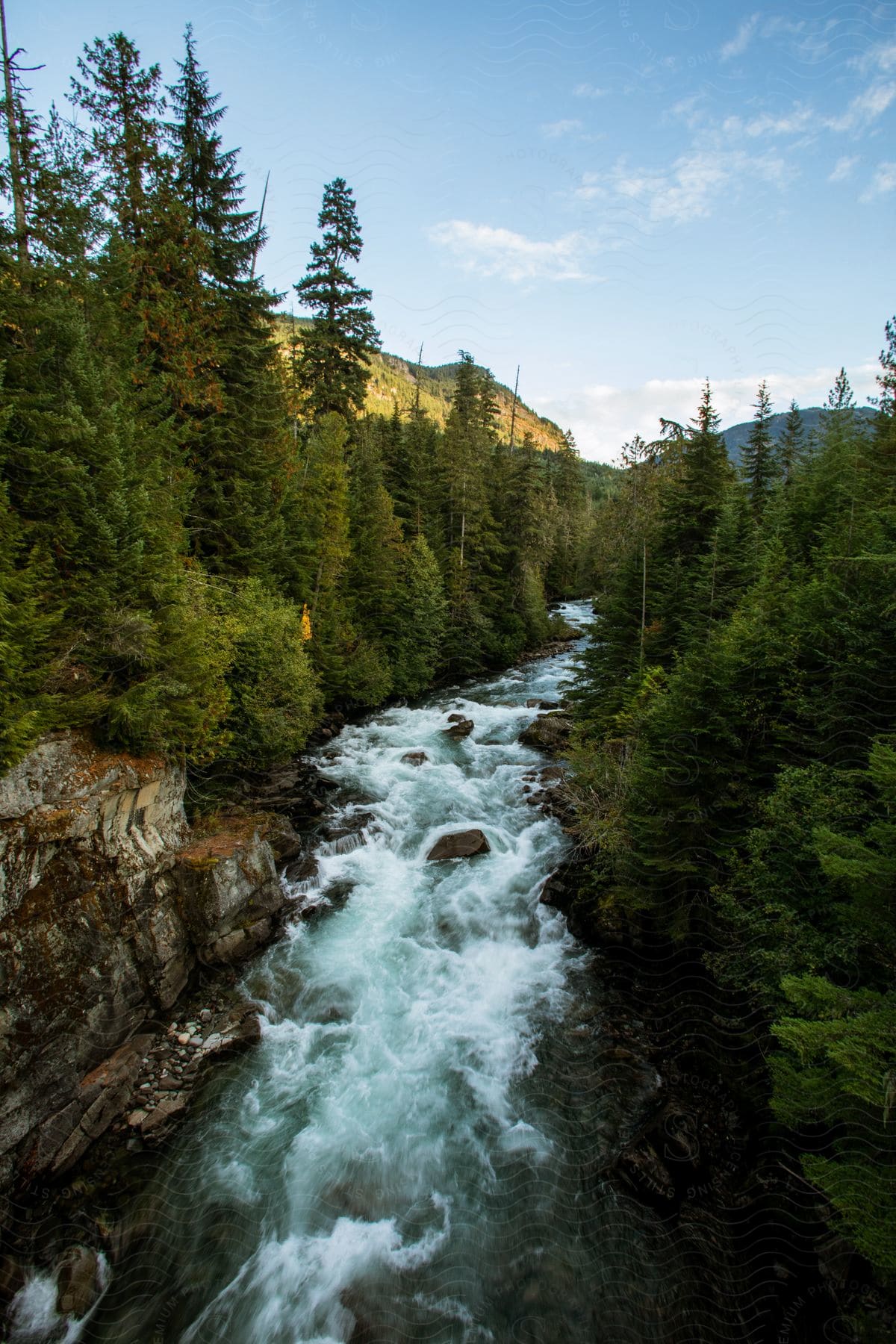 River flowing through a forest with tall trees