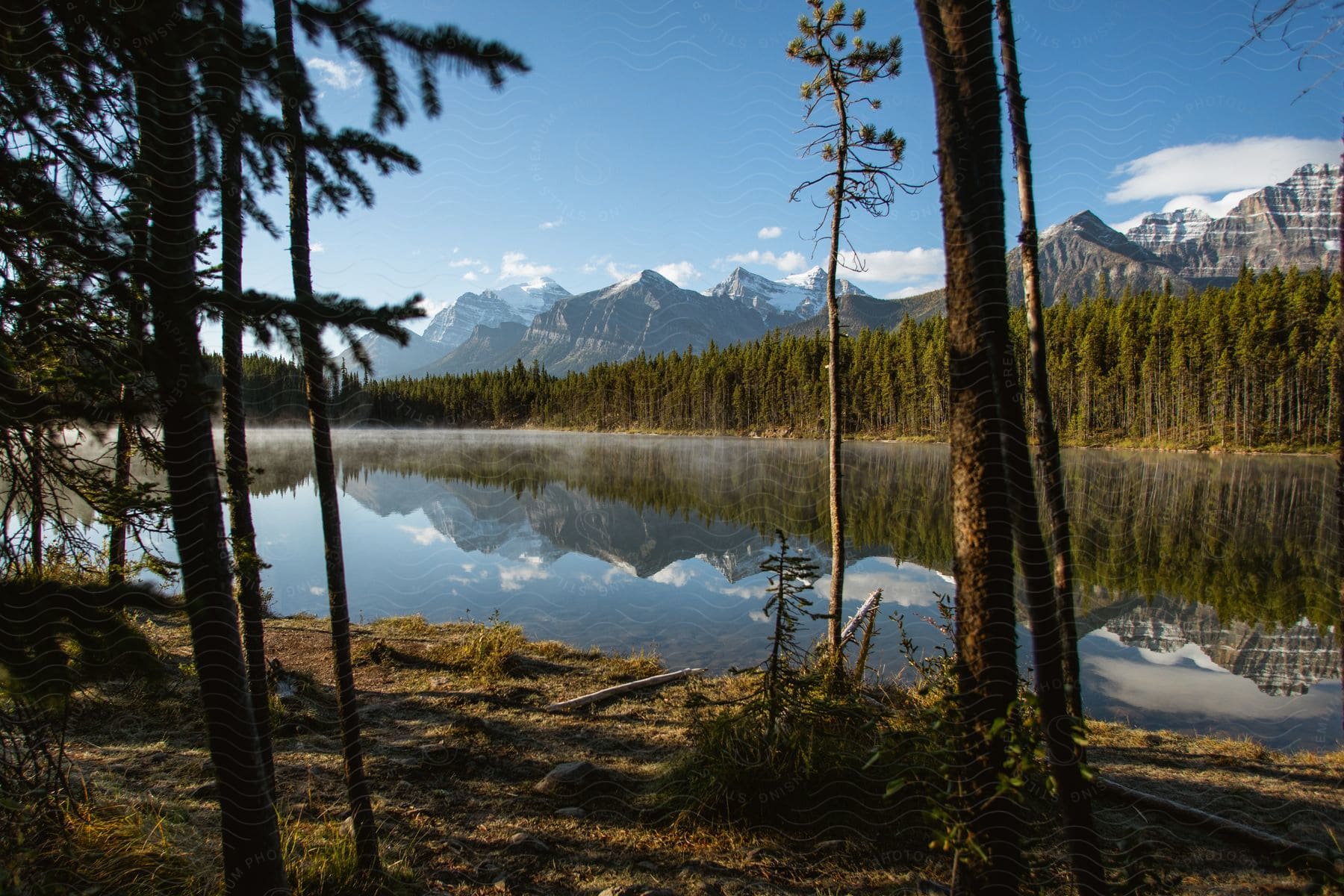 A river near a forest in canada