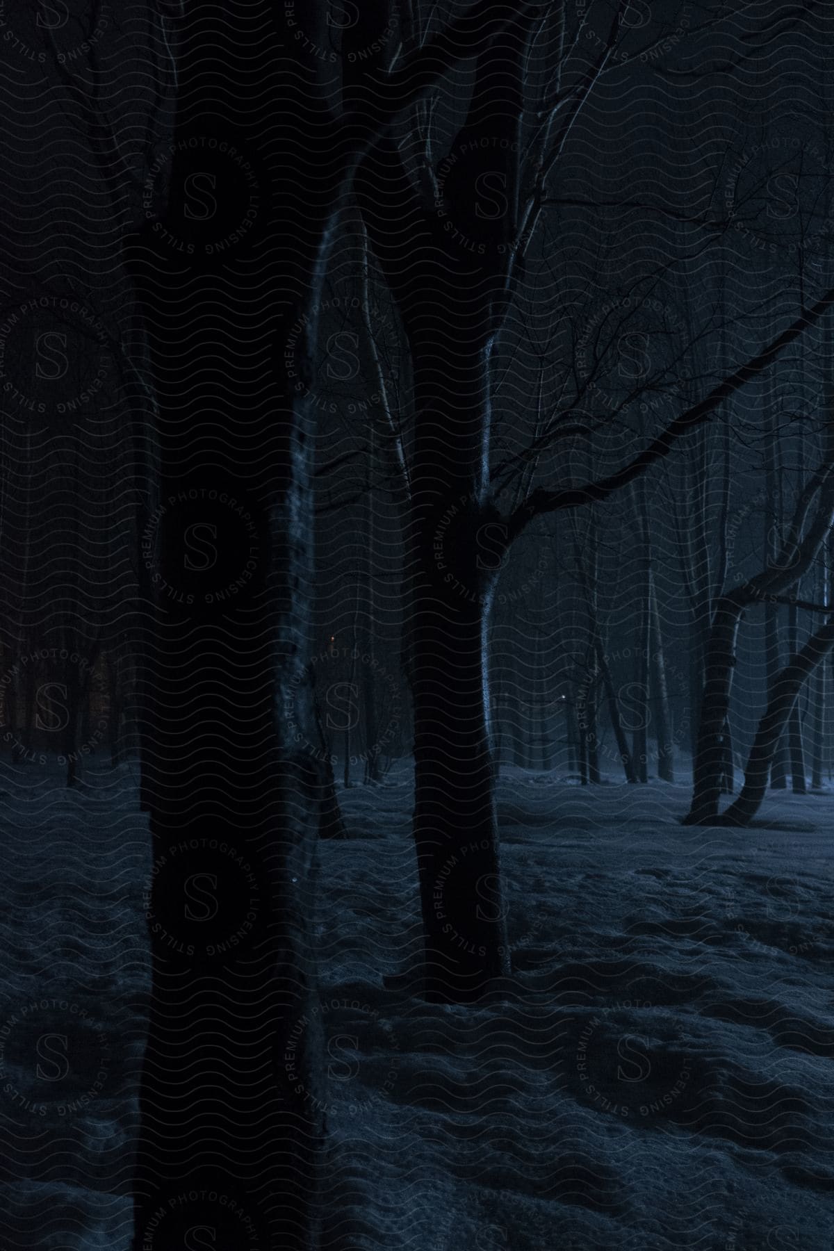 A winter forest with trees covered in snow at night