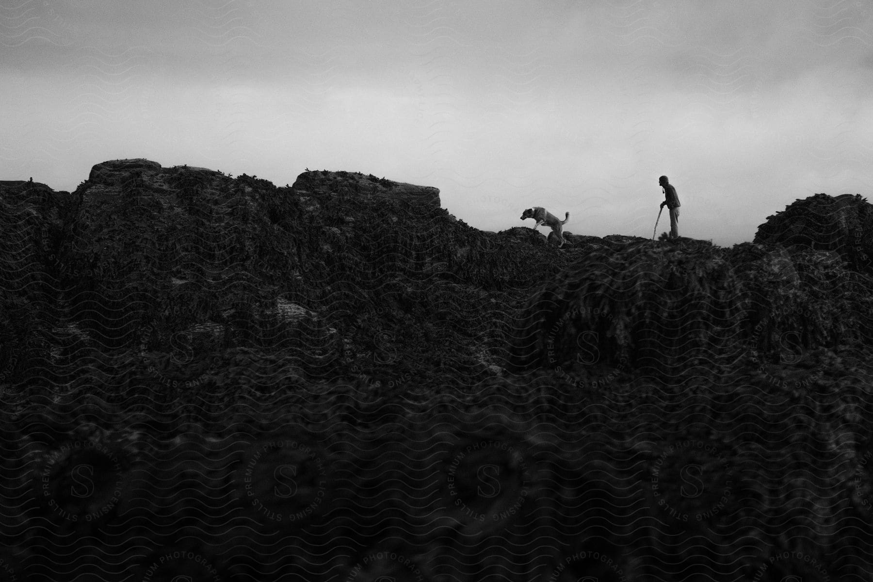 A man and a dog walk on a rocky path with a walking stick