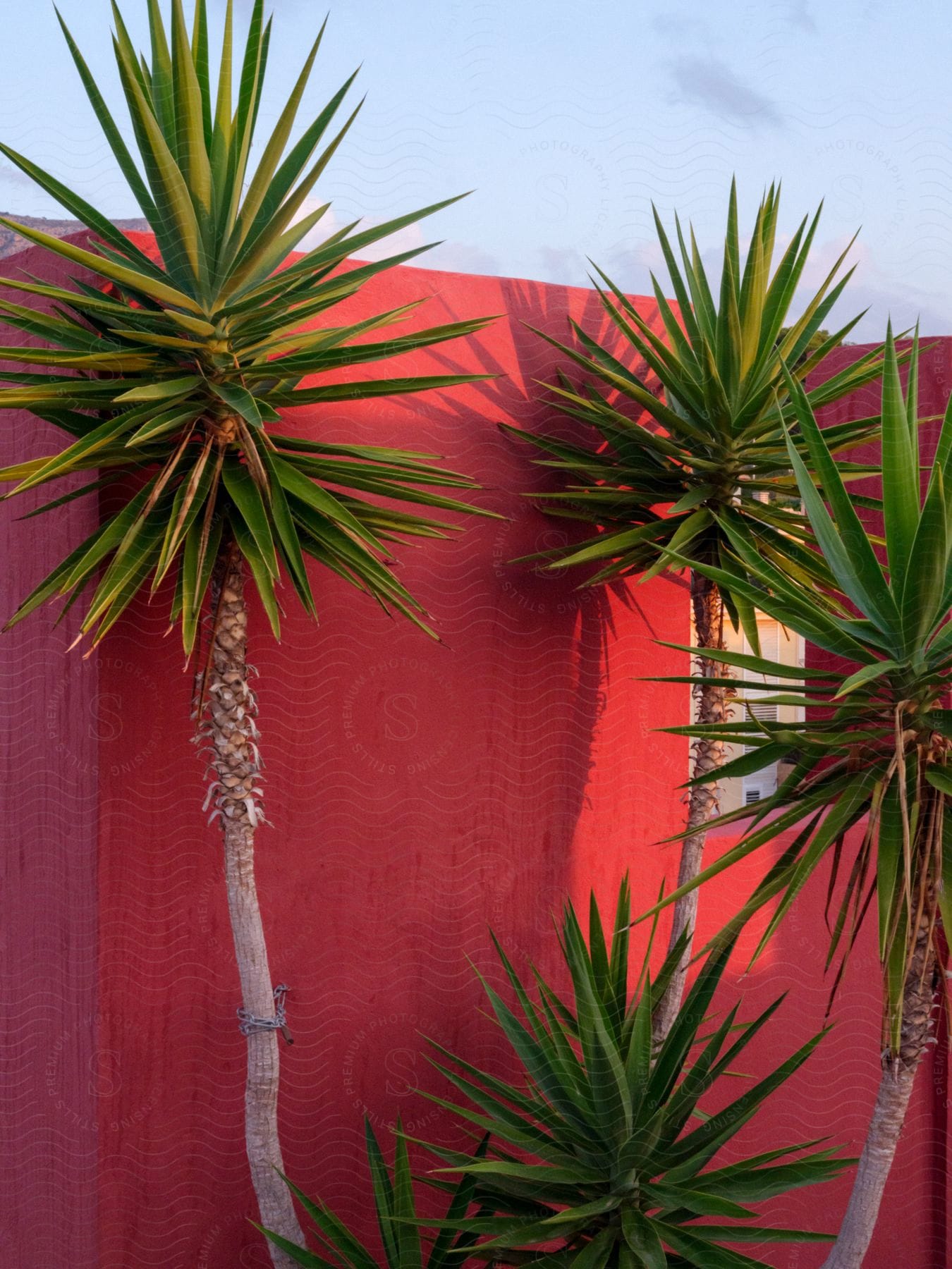 Trees growing on the wall of a building in an exterior setting