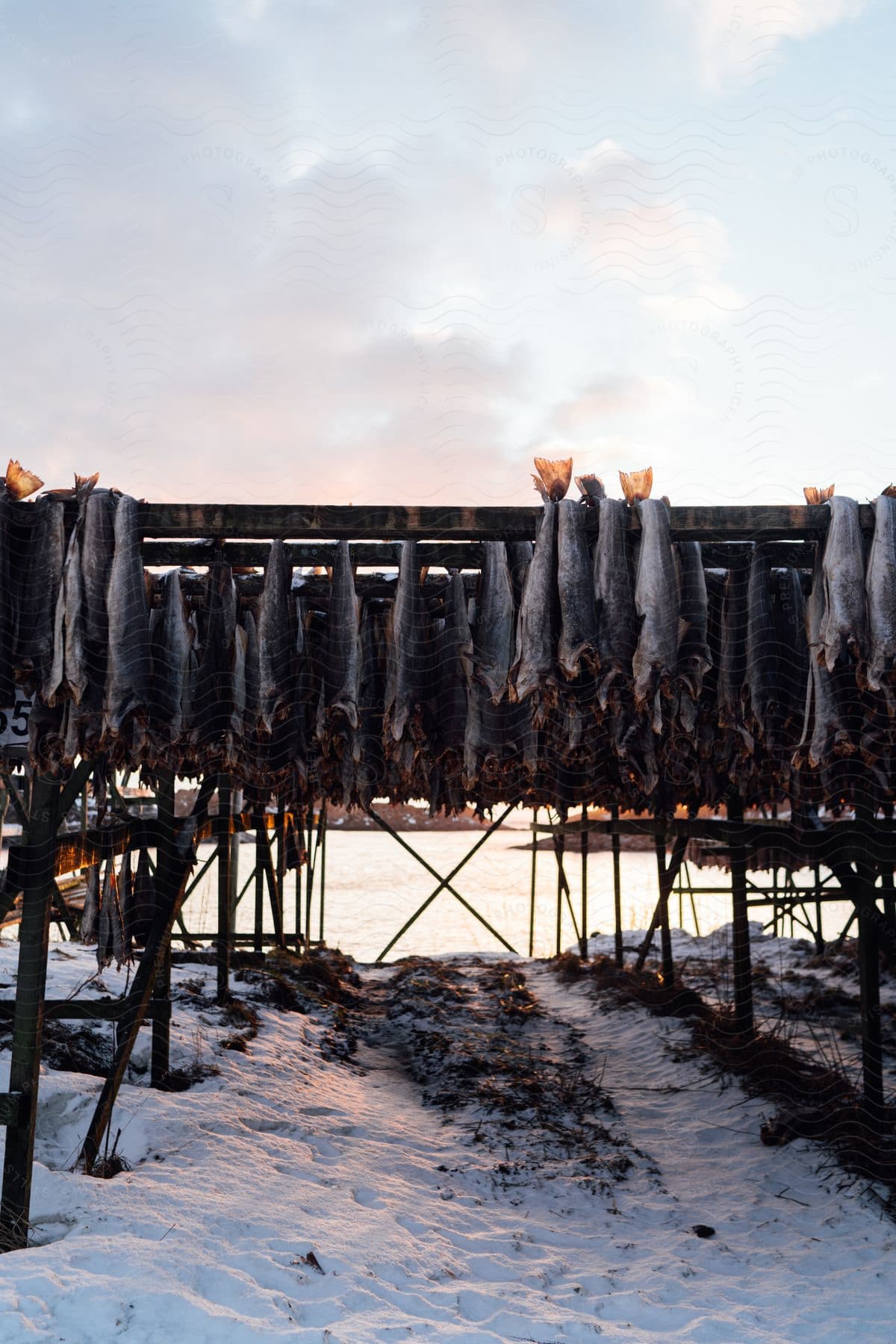 Dried fish are hanging outside in the snow on a cloudy day in a snowy region