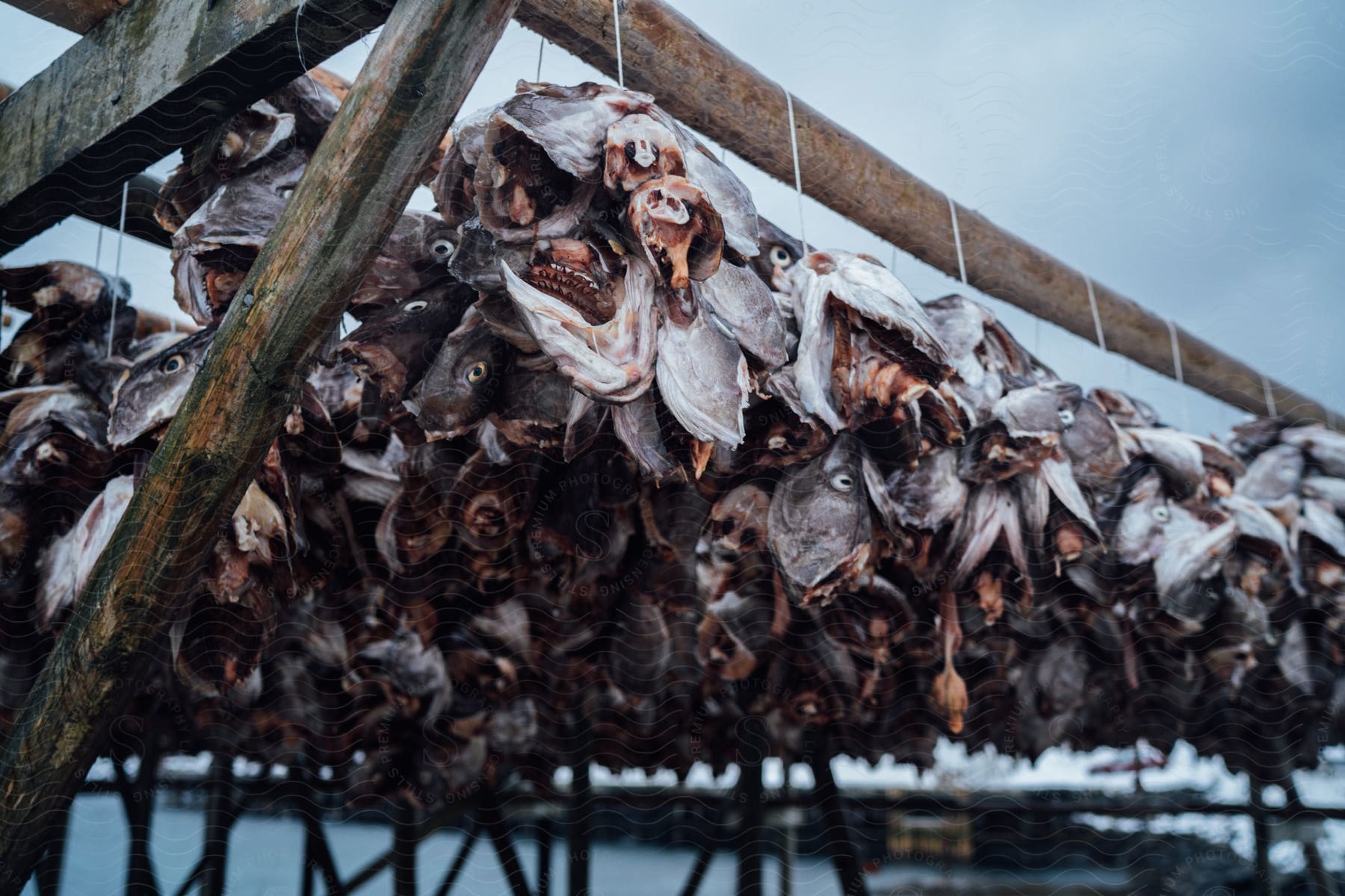 Fish heads hanging from a wood drying rack above the water at the pier