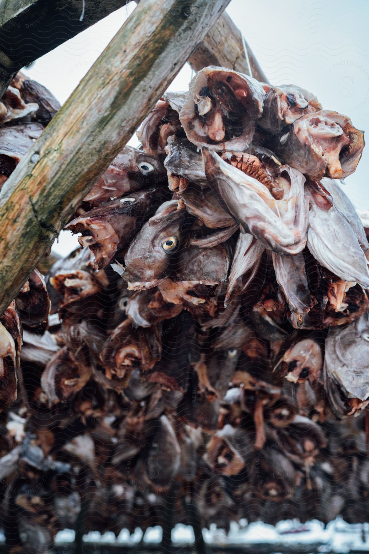 Fish heads are strapped to some sticks in norway